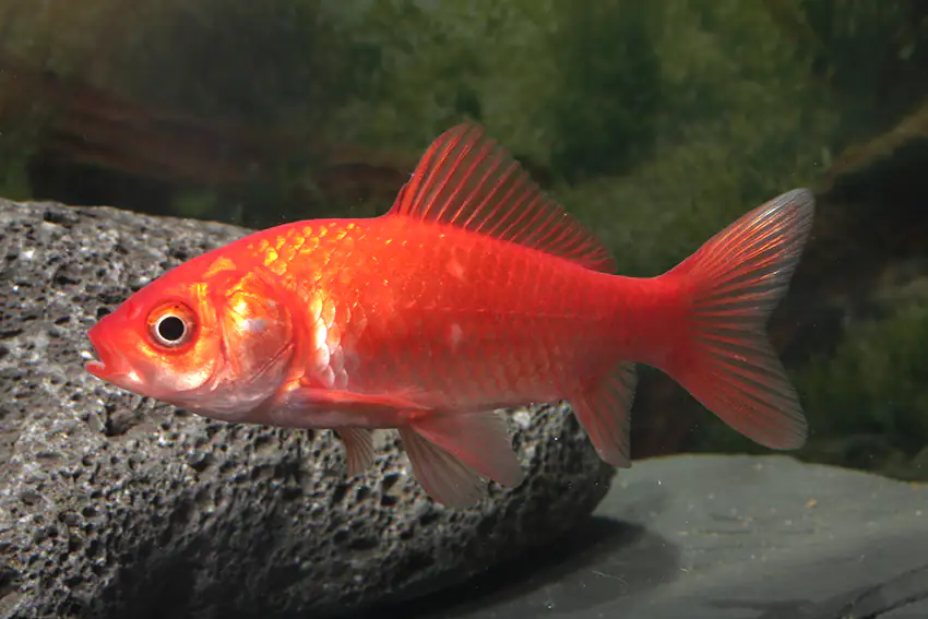 Teichfisch Roter Goldfisch 10- 12 cm Carassius auratus