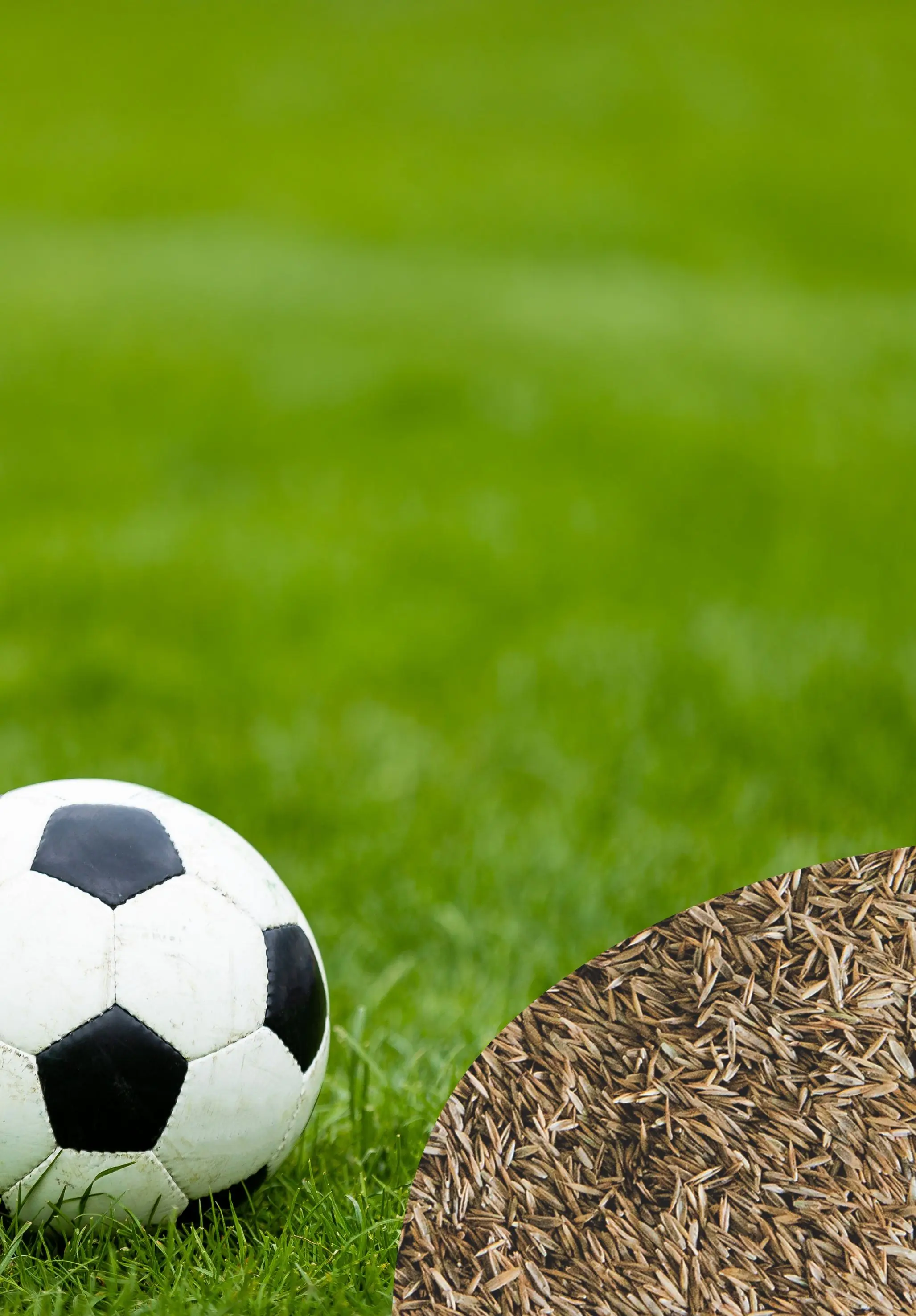 Rasetta Nachsaatrasen Sportrasen Regeneration 10 kg RSM 3.2