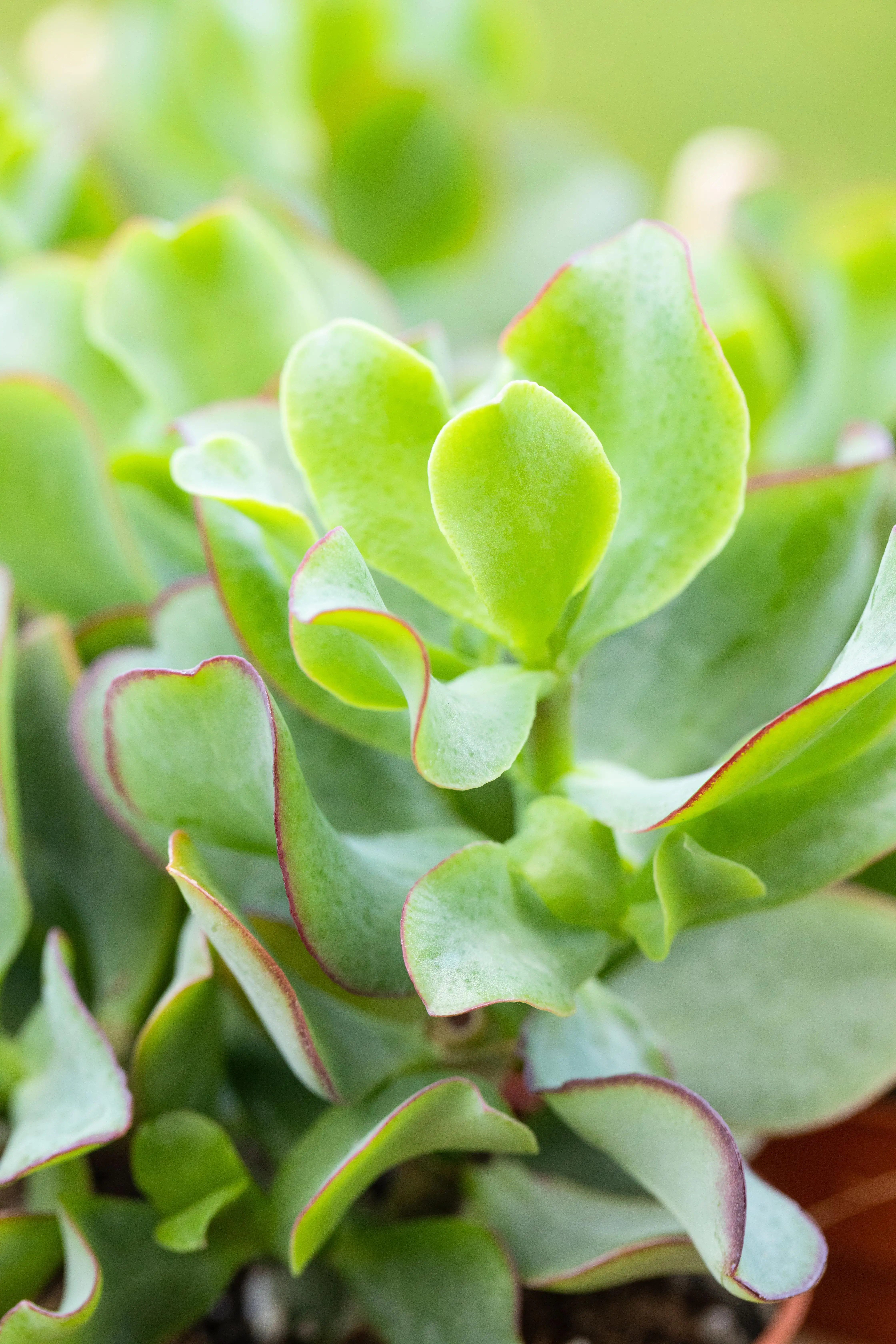 Dickblatt Crassula Arborensis H ca. 20 cm 12 cm Topf