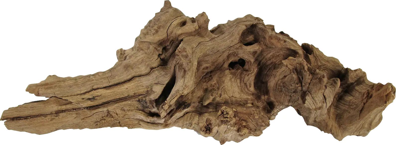 Orbit Savannenwurzel small