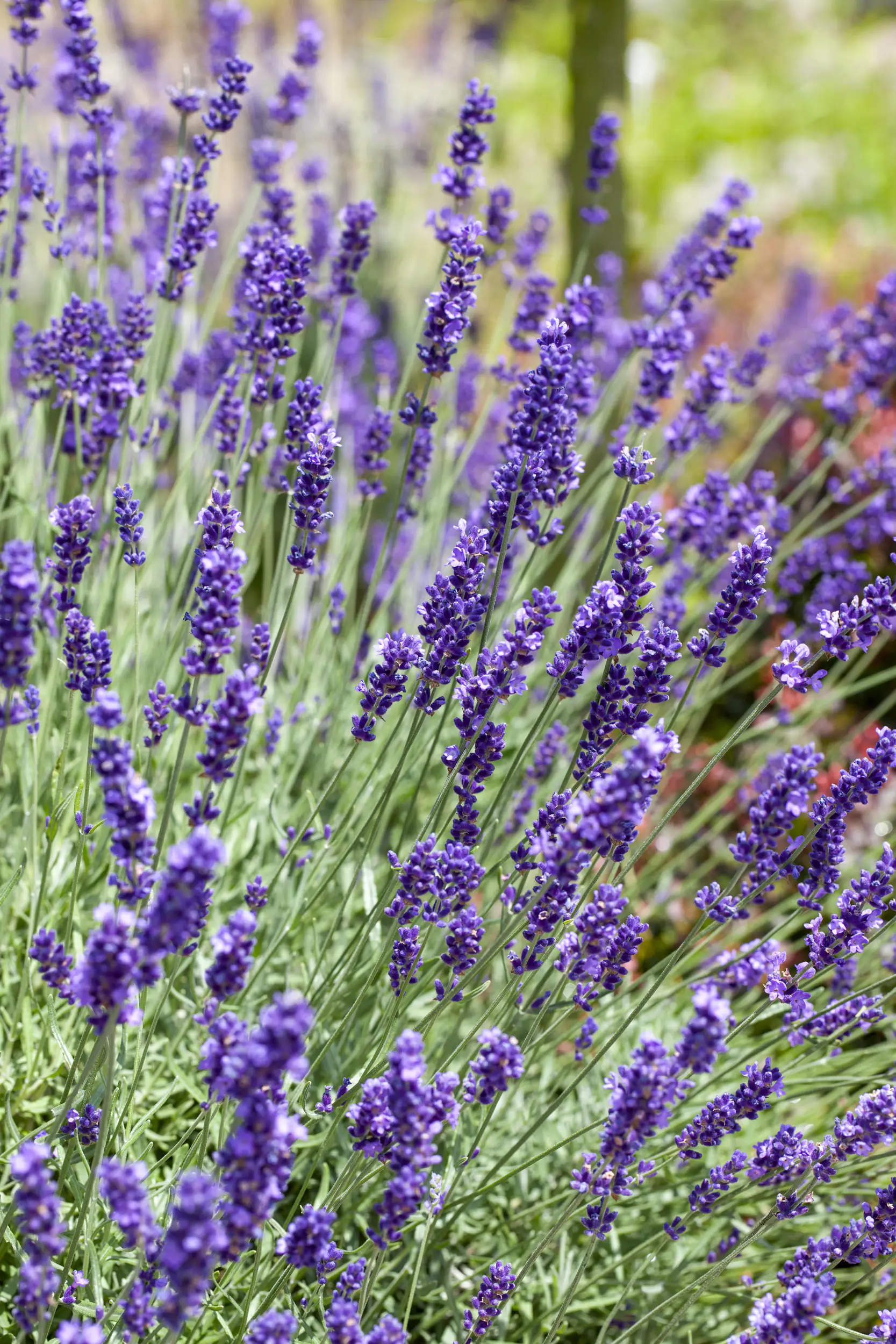 4016522114619_03 Freilandlavendel Munstead Auslese Lavandula, 5 l Container