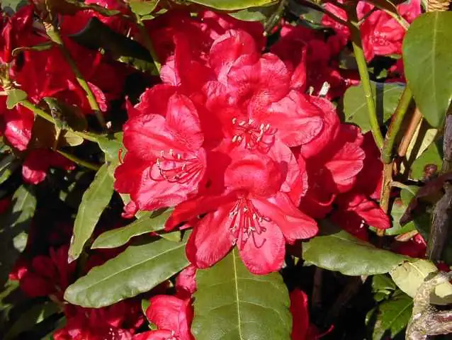 4029395010346 Rhododendron PG II + III Liebhaber rot 5 l Container