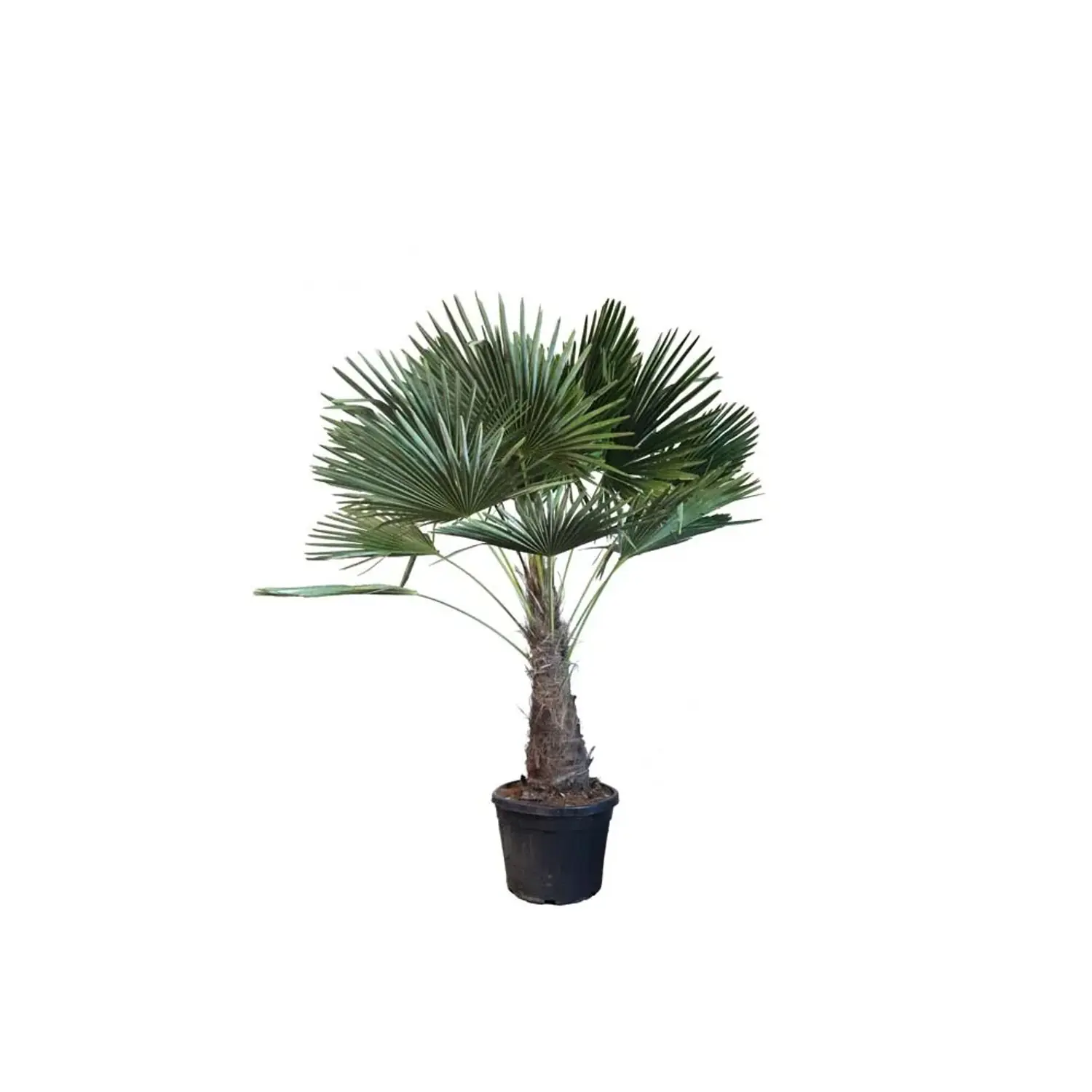 Trachycarpus Fortuneii Doble Hanfpalme H 170 - 190 cm, 45 cm Topf