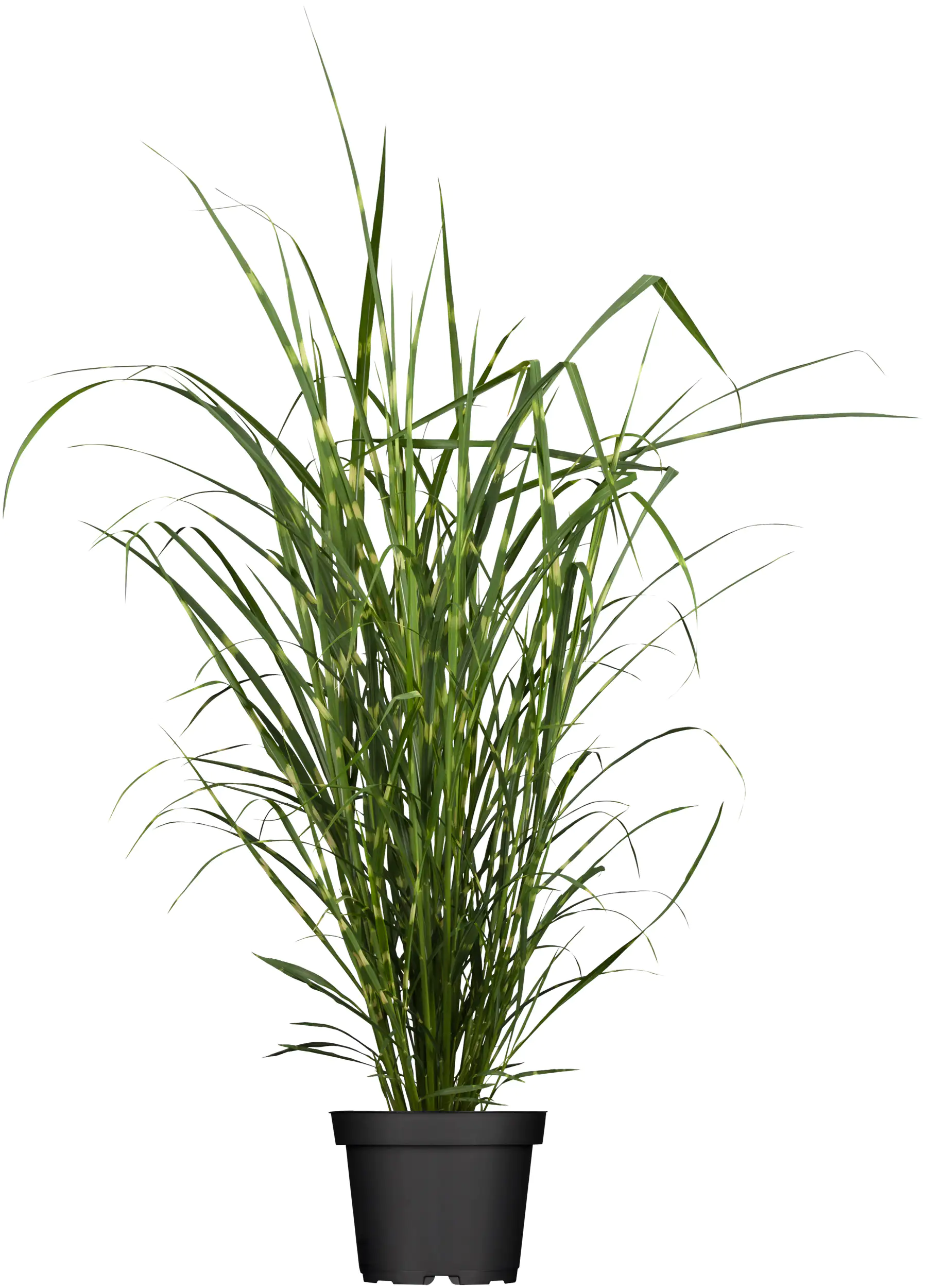 Chinaschilf Miscanthus sinensis 4 l Container