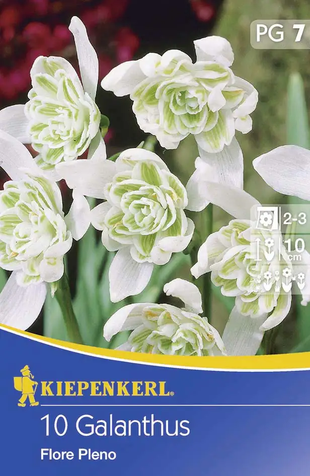 Kiepenkerl Blumenzwiebel Galanthus Flore Pleno Galanthus nivalis, Inhalt: 10 Stück
