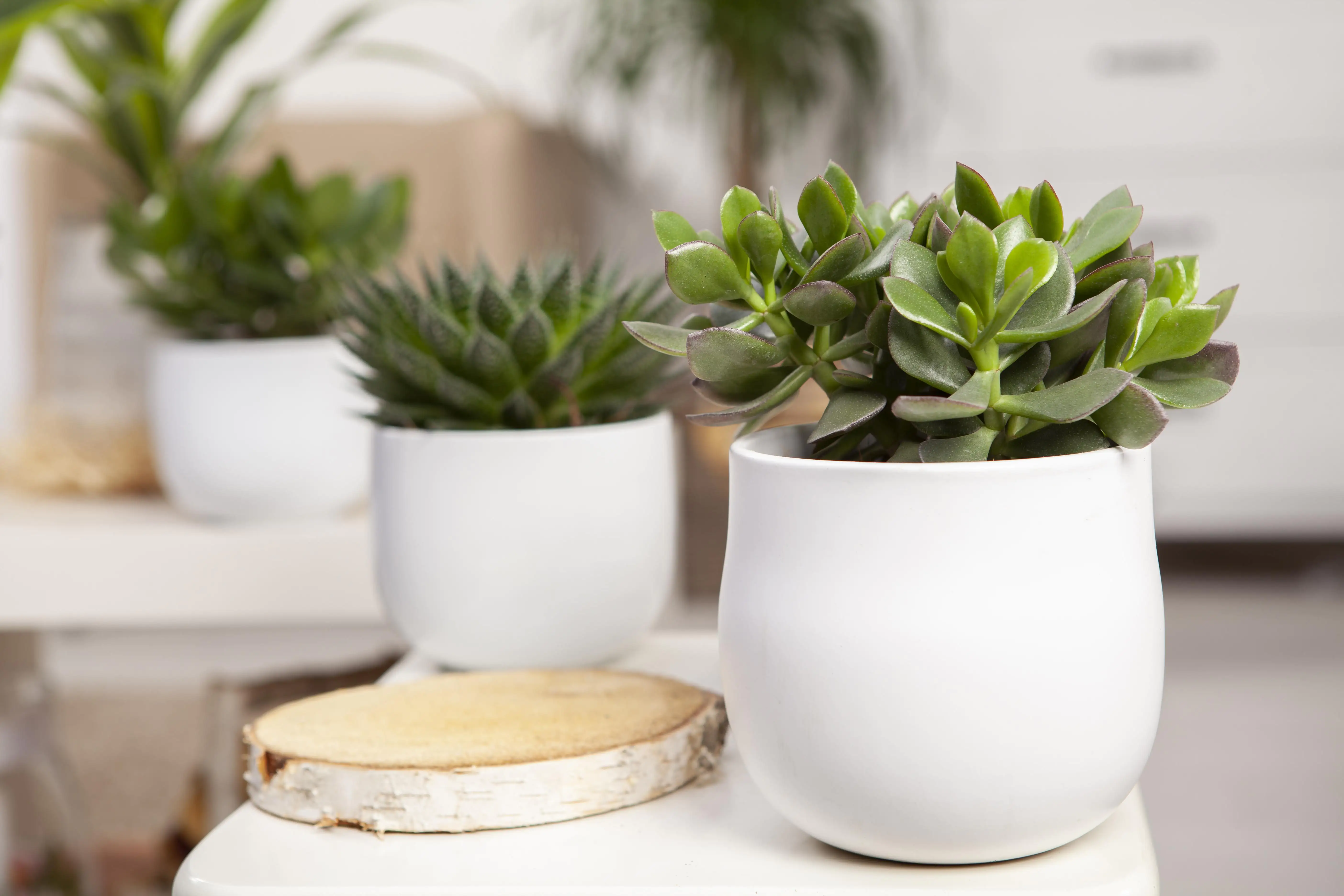 Dickblatt Crassula Arborensis H ca. 20 cm 12 cm Topf