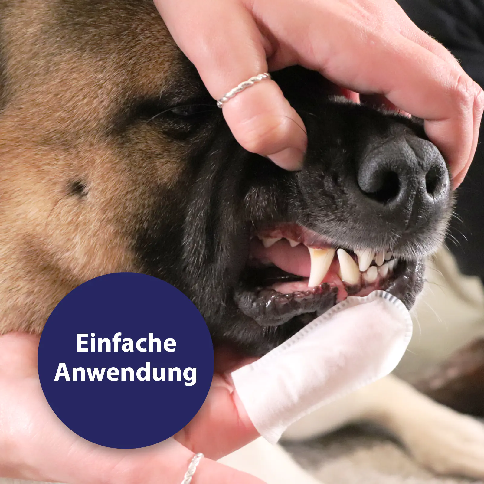 Canosept Zahnpflege-Pads für Hunde 50 Stück