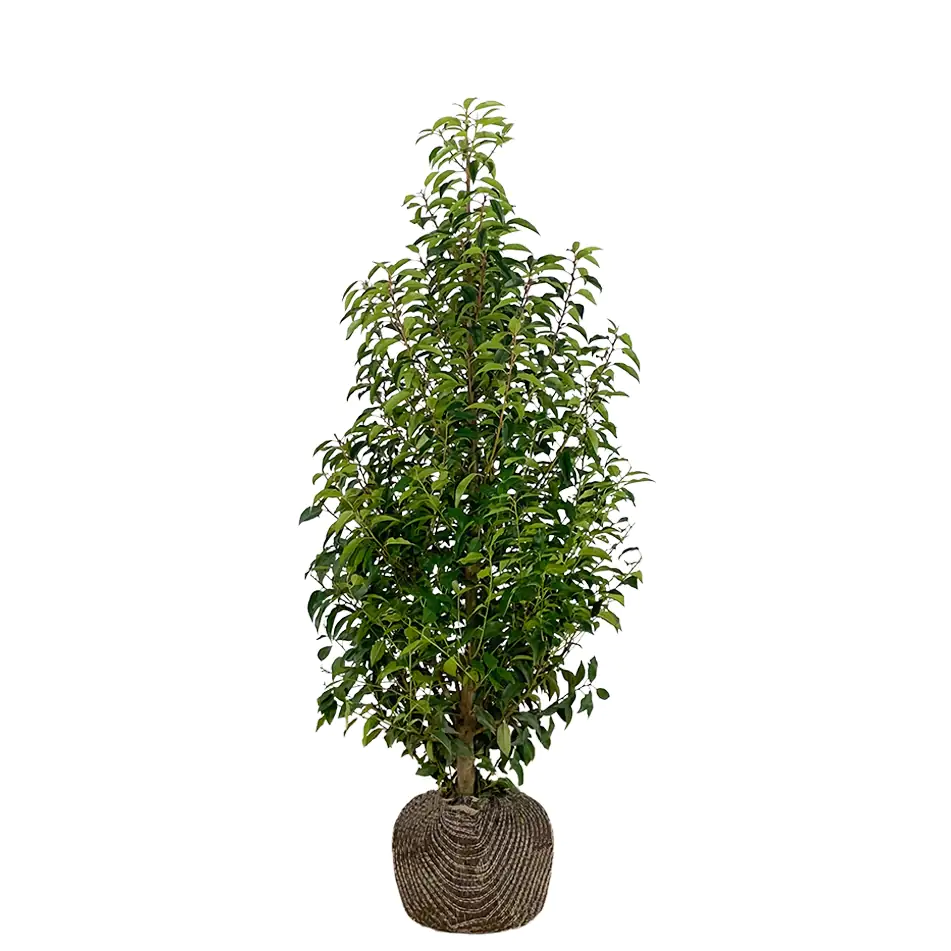 Portugiesische Kirschlorbeer Prunus ang. Lusitanica H 120 - 140 cm, 20 Stück Portugiesische Kirschlorbeer Prunus ang. Lusitanica H 120 - 140 cm, 20 Stück