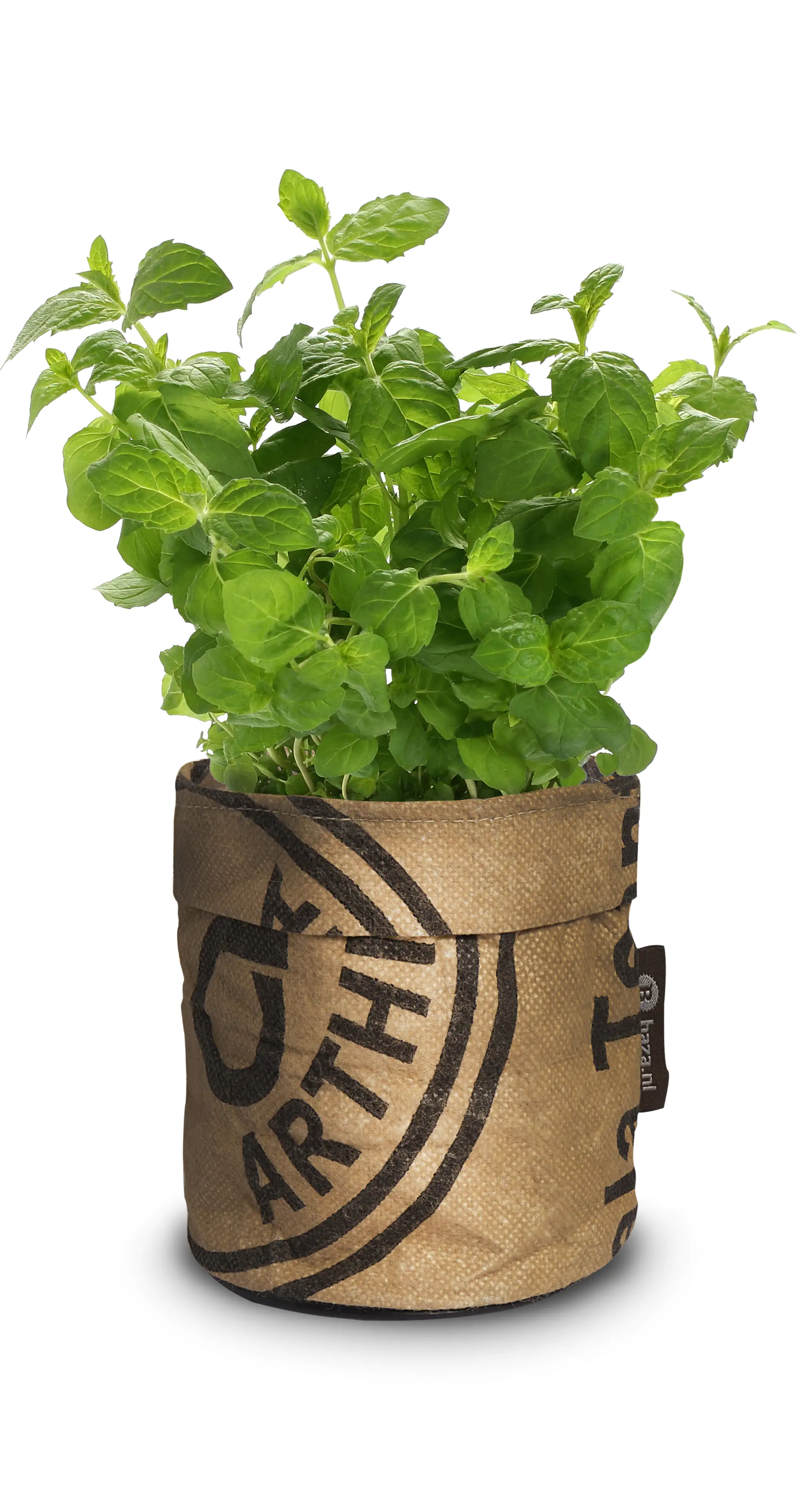 Baza Seeds Kitchengarden Bio Minze Baza Seeds Kitchengarden Bio Minze