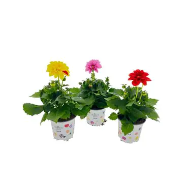 Beet- und Balkonpflanzen Dahlia Dahlie 10,5 cm Topf