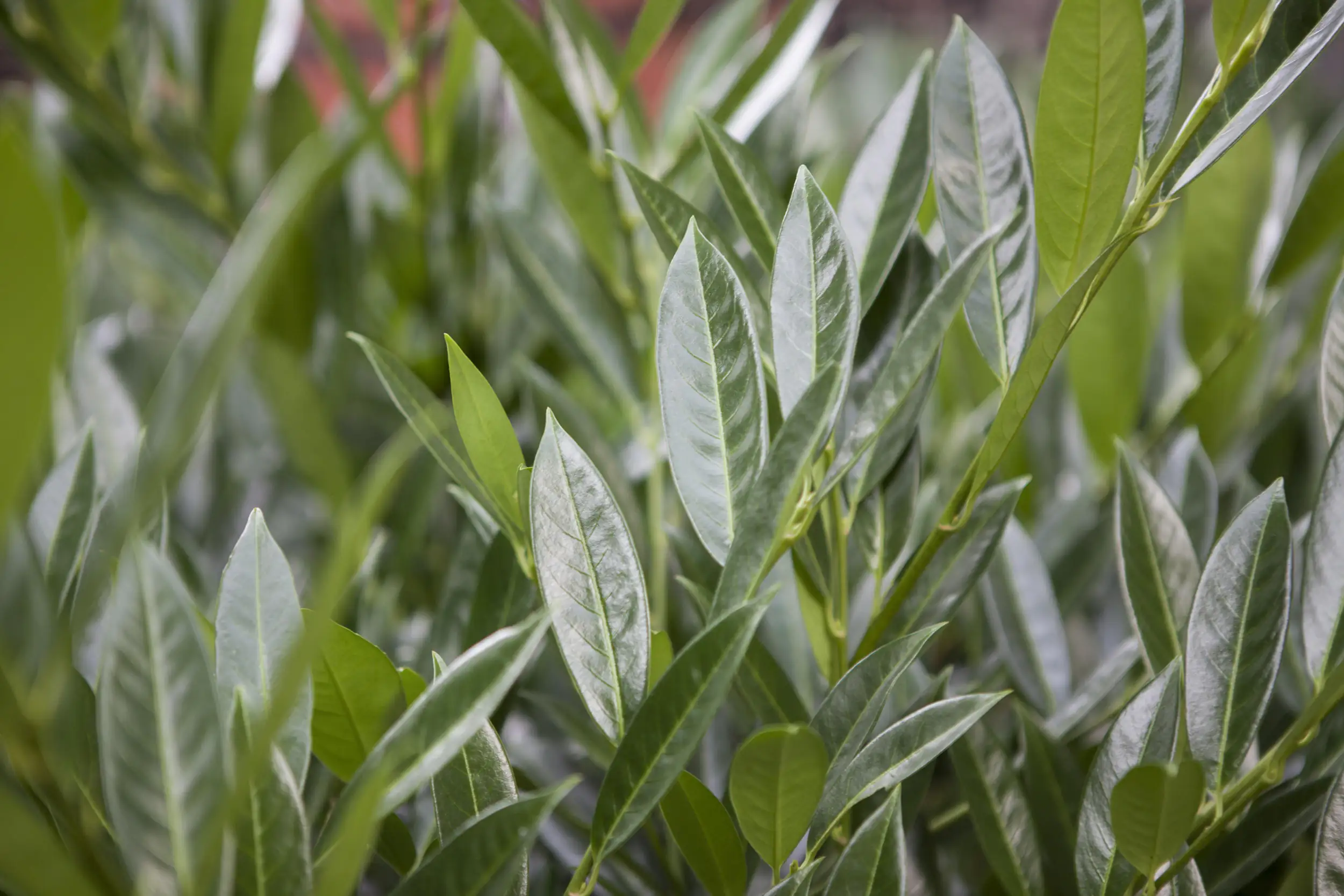 Kaukasischer Kirschlorbeer Caucasica 5 L Container