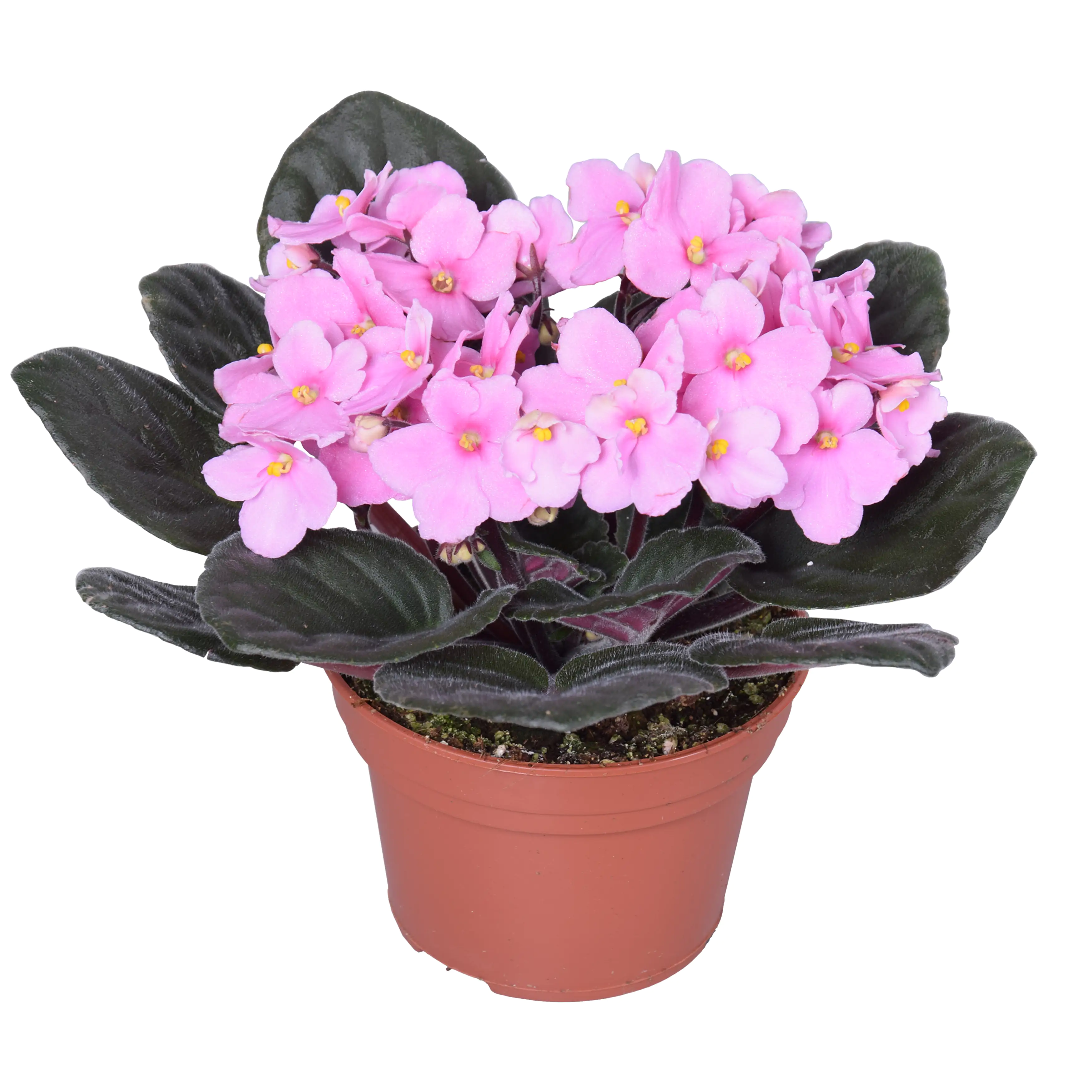 Usambaraveilchen Saintpaulia 12 cm Topf Usambaraveilchen Saintpaulia 12 cm Topf