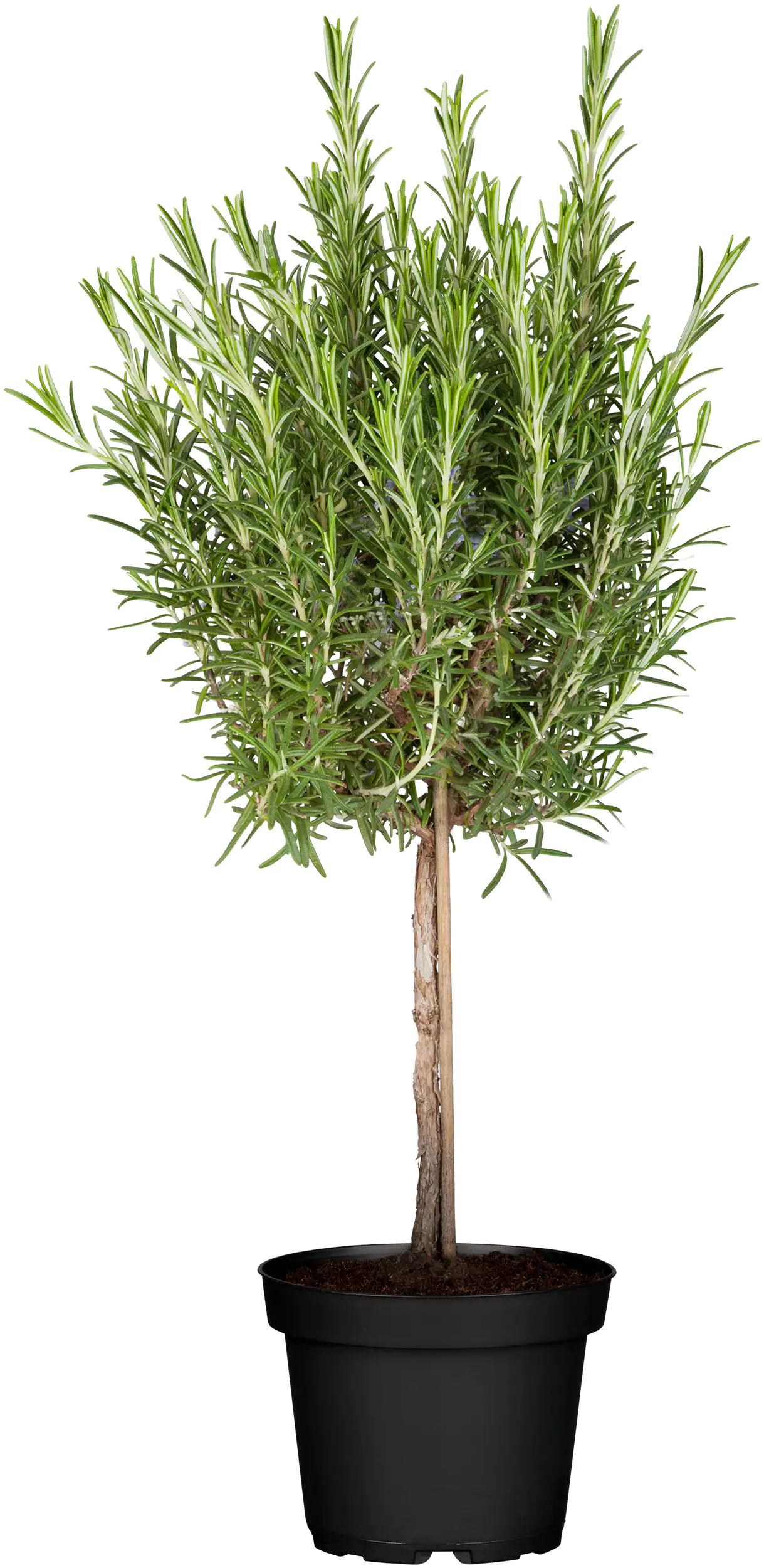 Rosmarin Stamm 19 cm Topf