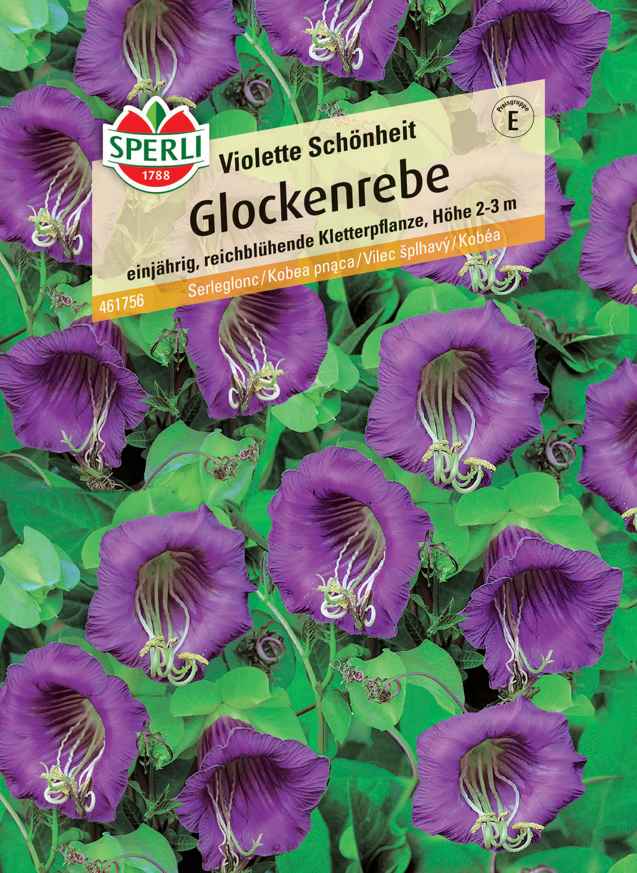 Sperli Glockenrebe Violette Schönheit