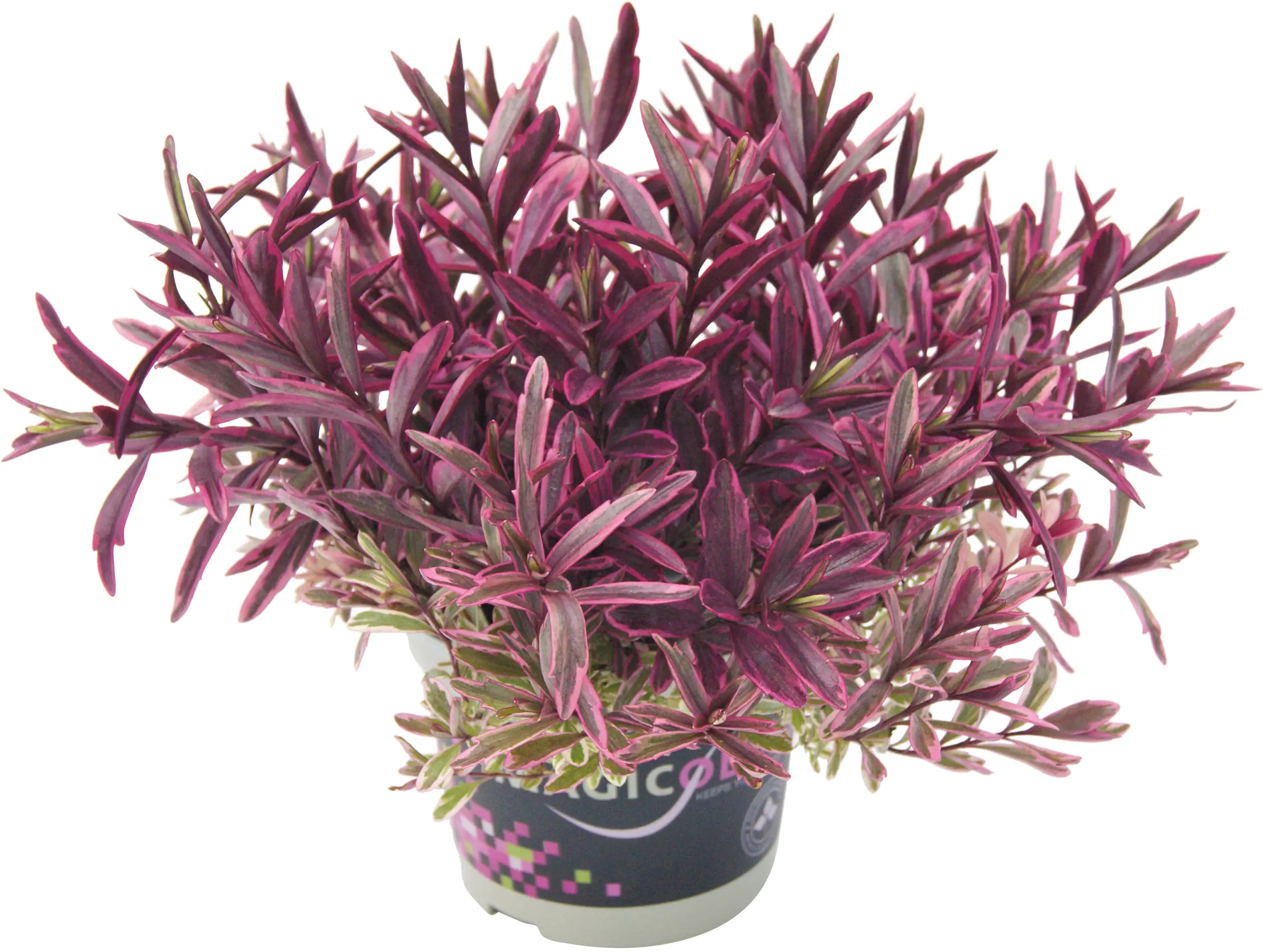 Strauchveronika Hebe Magicolors 12 cm Topf