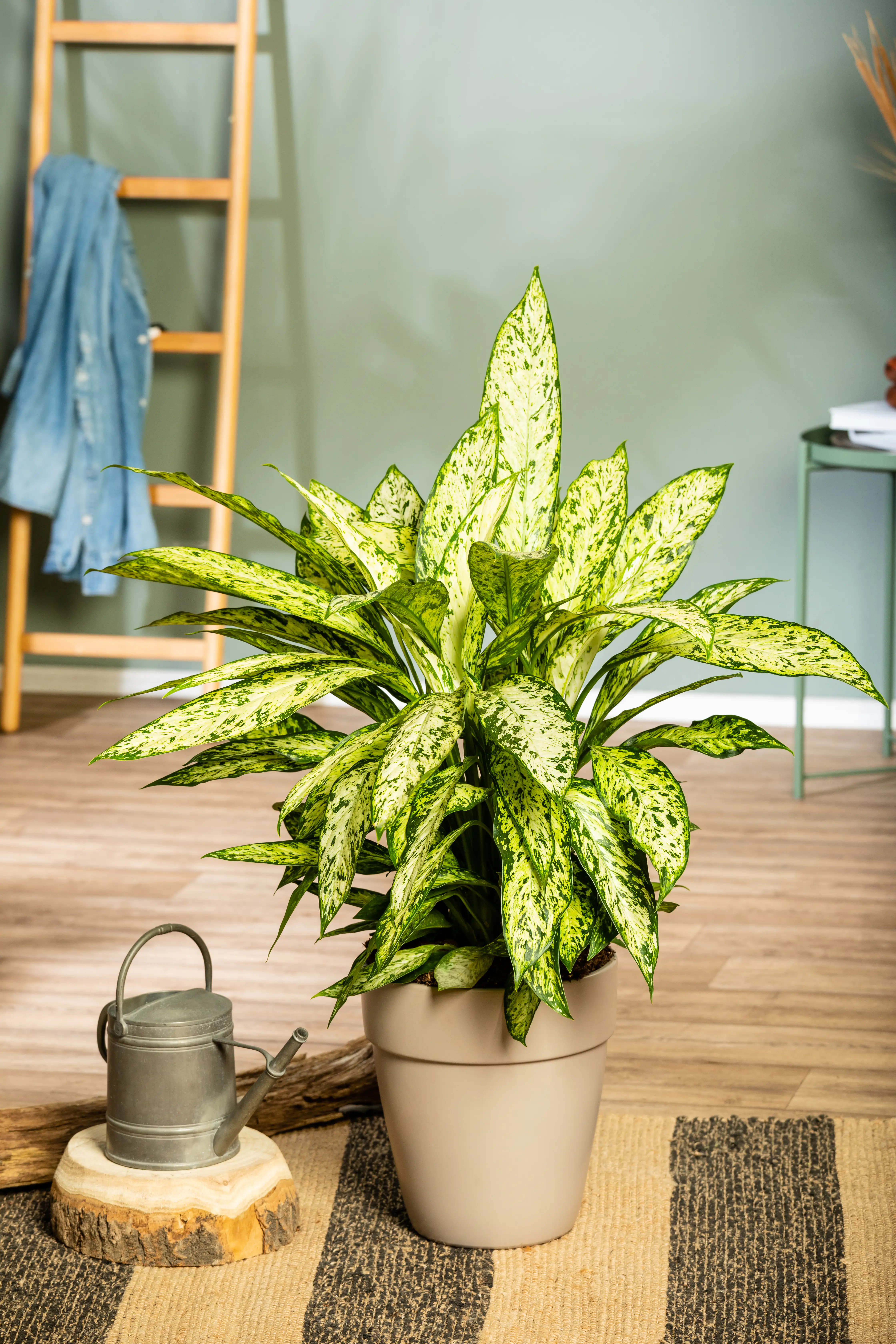 Dieffenbachie Vesuvius H ca. 70 cm 27 cm Topf