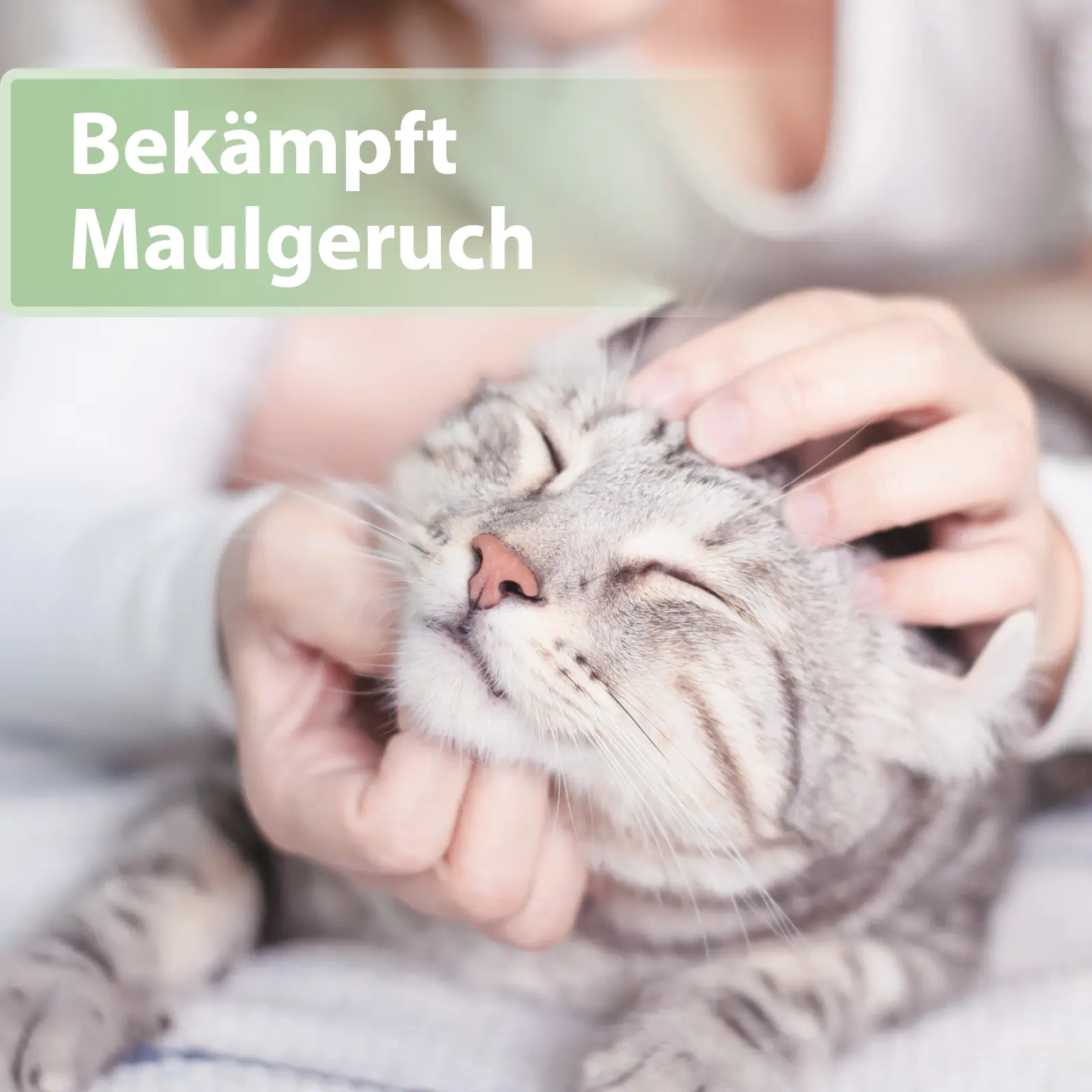 Felisept Zahnpflege Pads für Katzen 50 Stück Felisept Zahnpflege Pads für Katzen 50 Stück