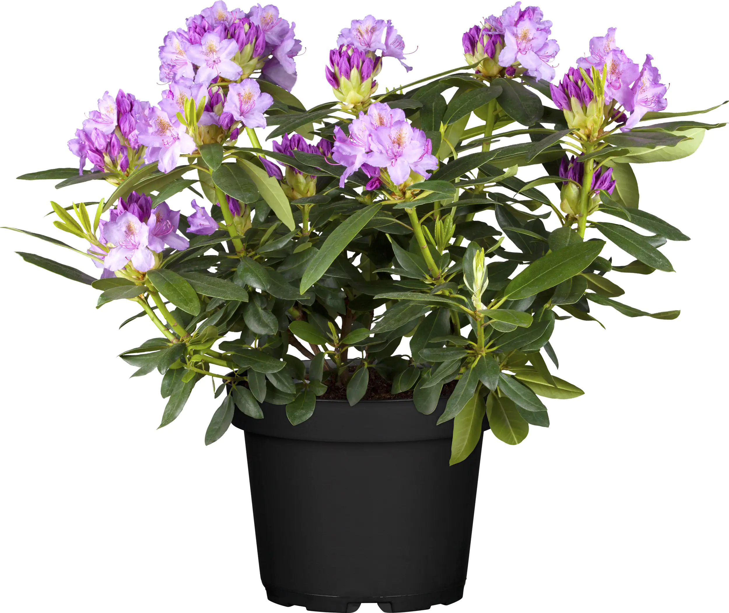 4029395043108_02 Rhododendron Hybriden in Sorten H ca 40 - 50 cm 5 l Container