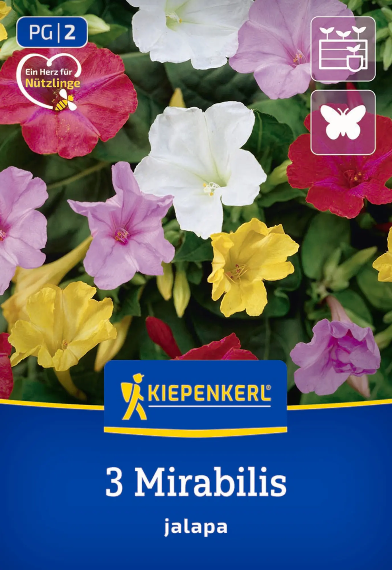 Kiepenkerl Frühjahrsblumenzwiebel Wunderblume 3 Stück