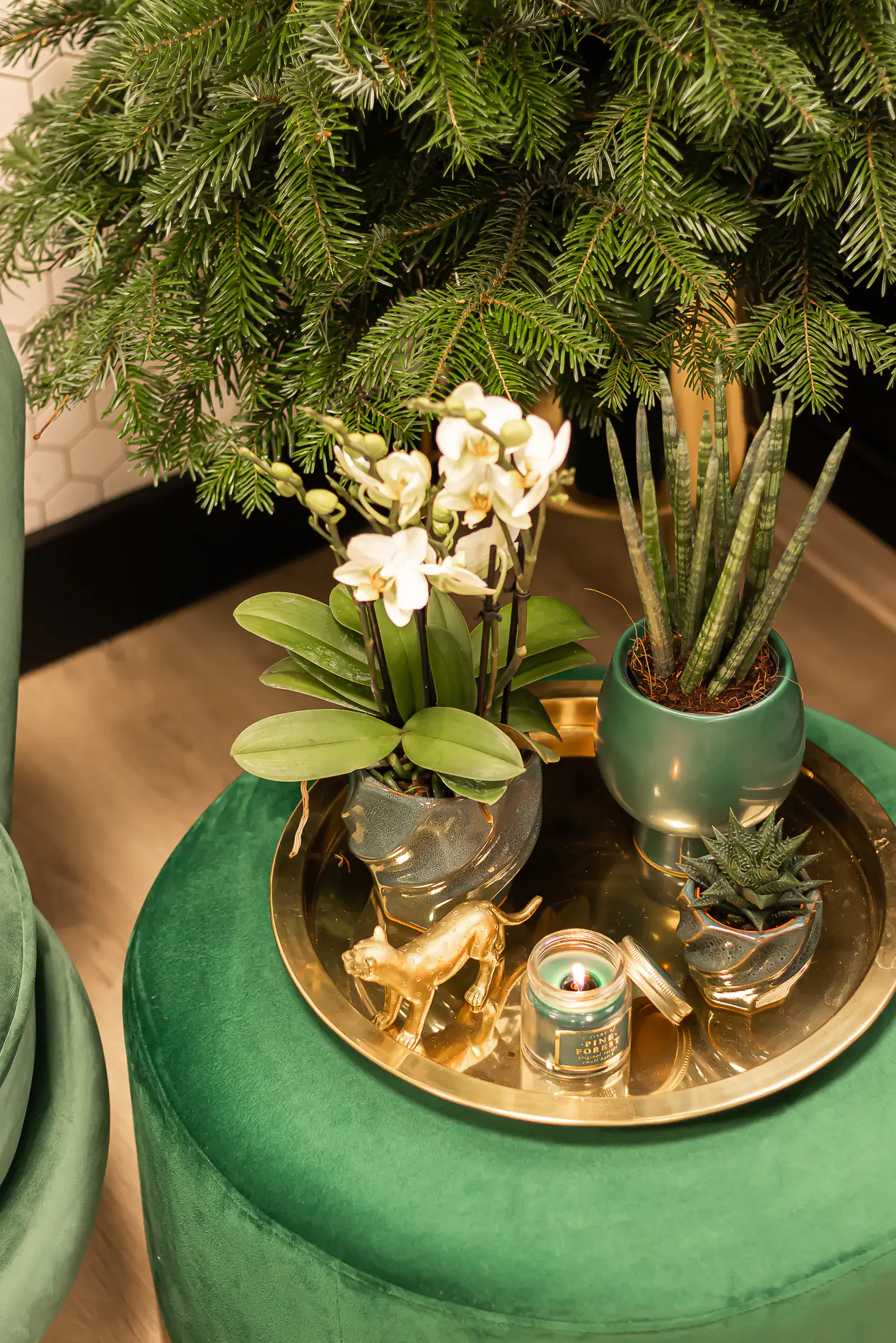 Pflanzenarrangement Orchidee und Sukkulent in Twisted Green Keramik