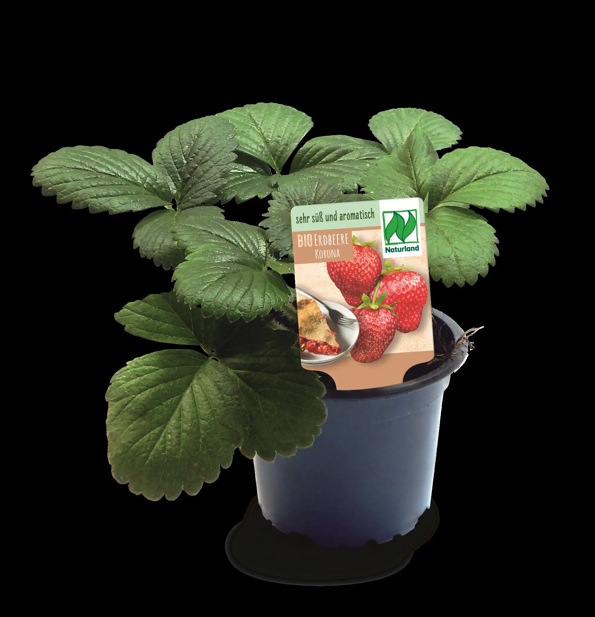 Bio Erdbeere Fragaria Korona H 30 cm 9 cm Topf