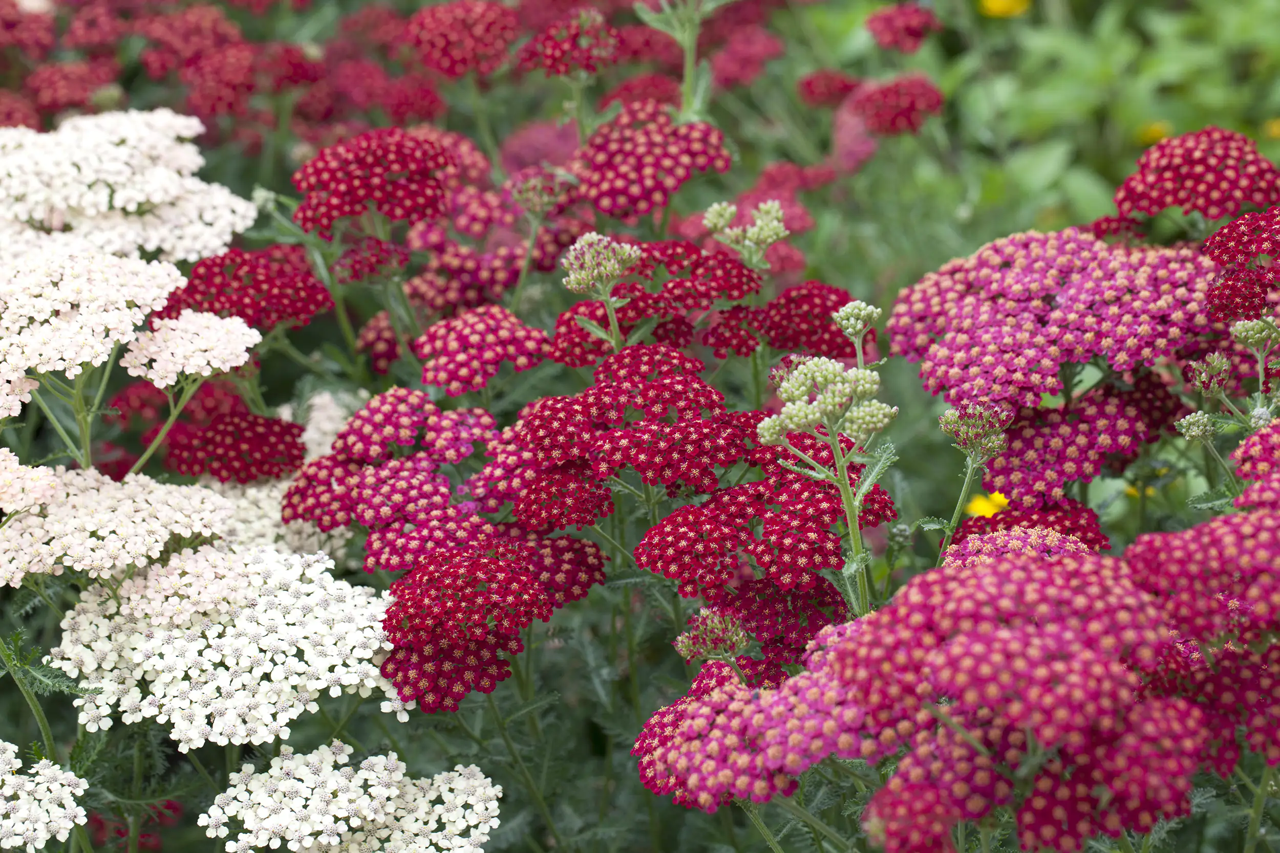 Schafgarbe Achillea Trio Mix  H 40 cm 5 L Container