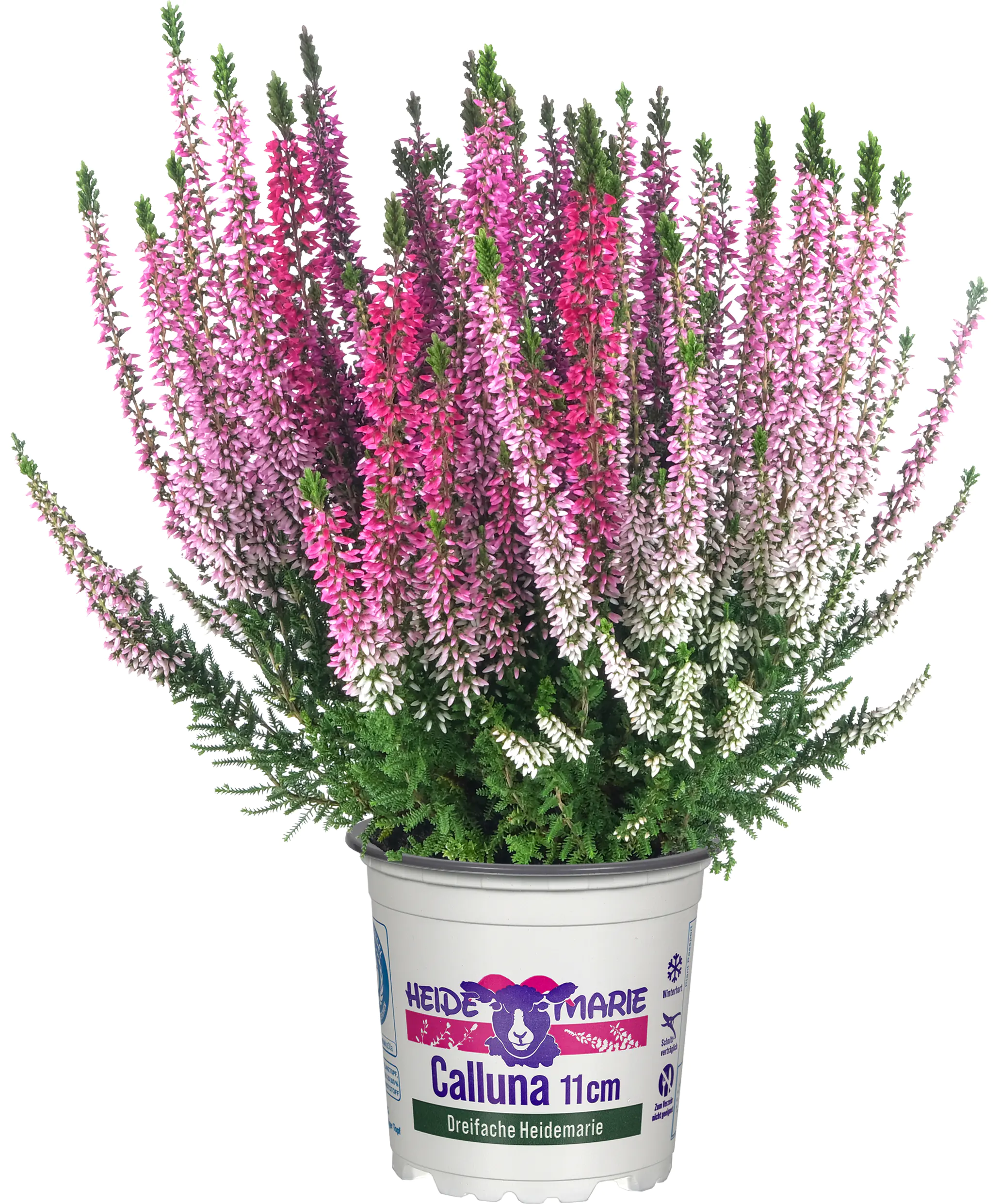 Heidemarie Calluna vulgaris die Dreifache Heidemarie® H 12 - 15 cm P11 Container