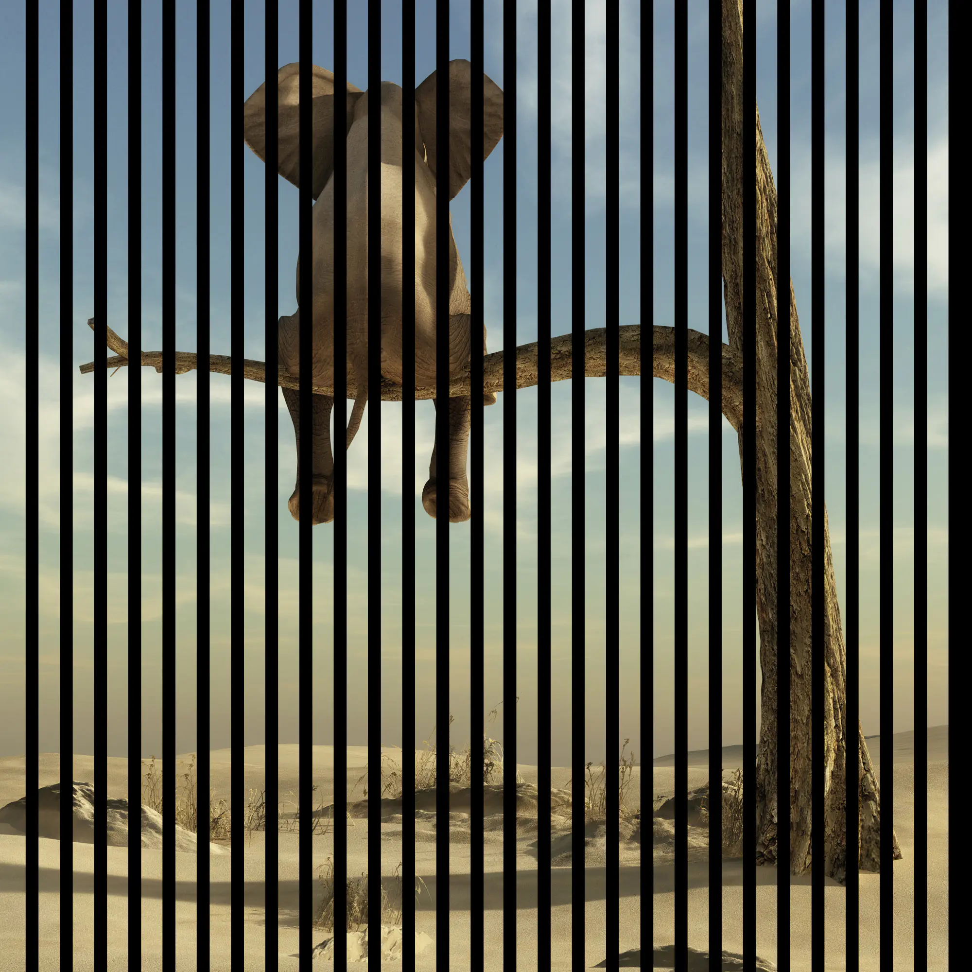 Neuhofer Akustikpaneele Elefant 119,5 x 113,3 x 1,9 cm