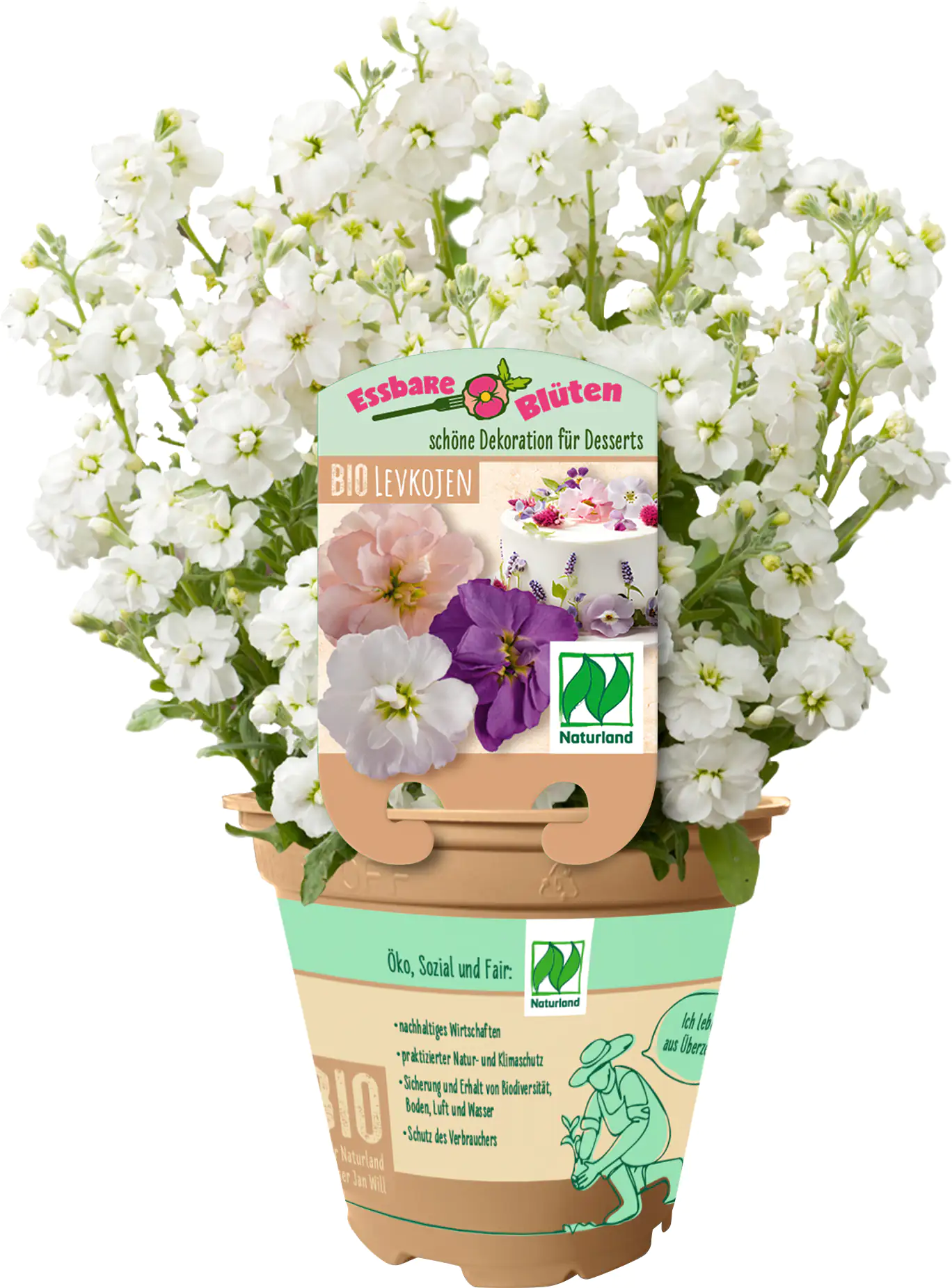 Levkojen Matthiola incana 13 cm Topf