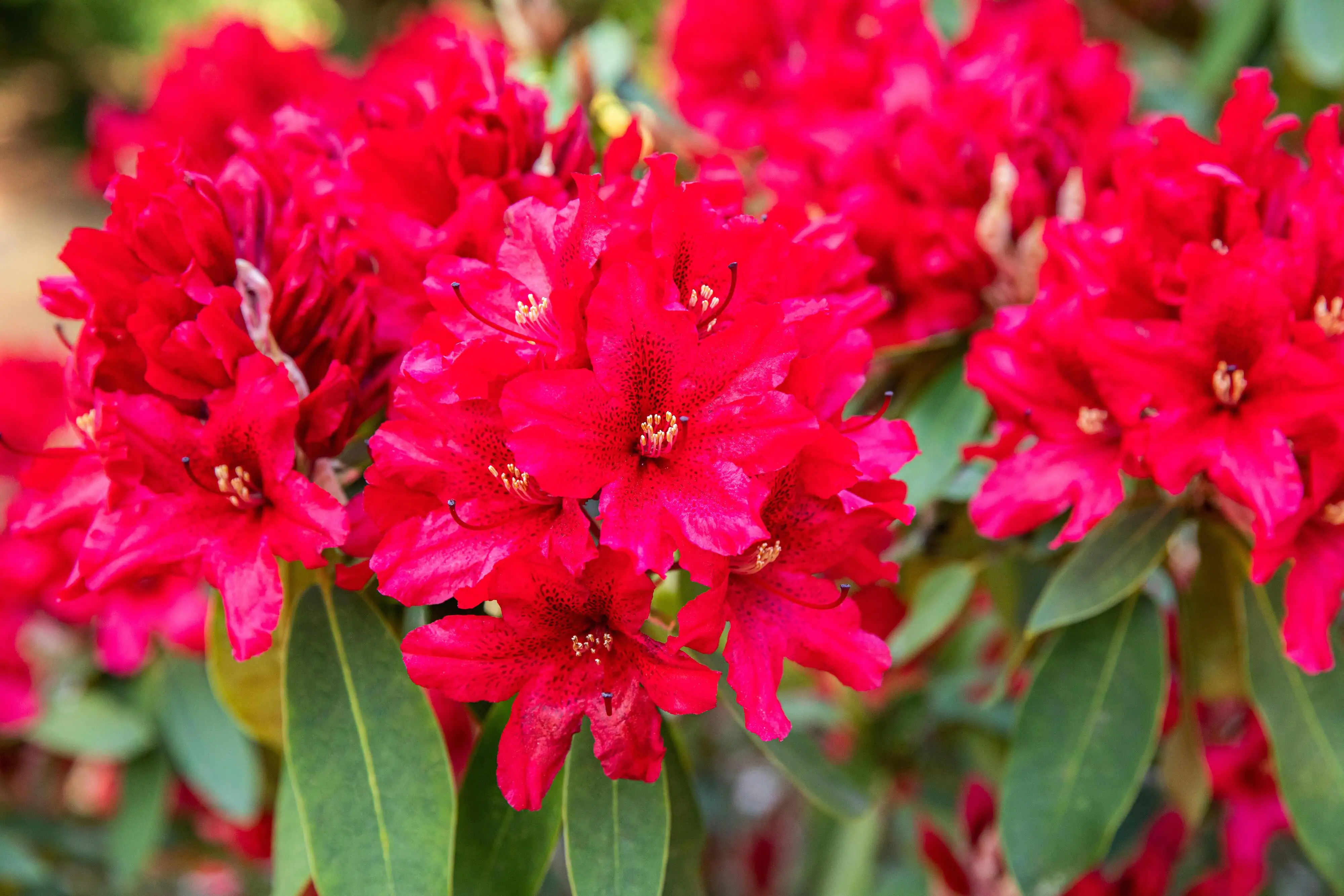 Alpenrose Rhododendron 21 cm Topf, 30-40 cm hoch Alpenrose Rhododendron 21 cm Topf, 30-40 cm hoch