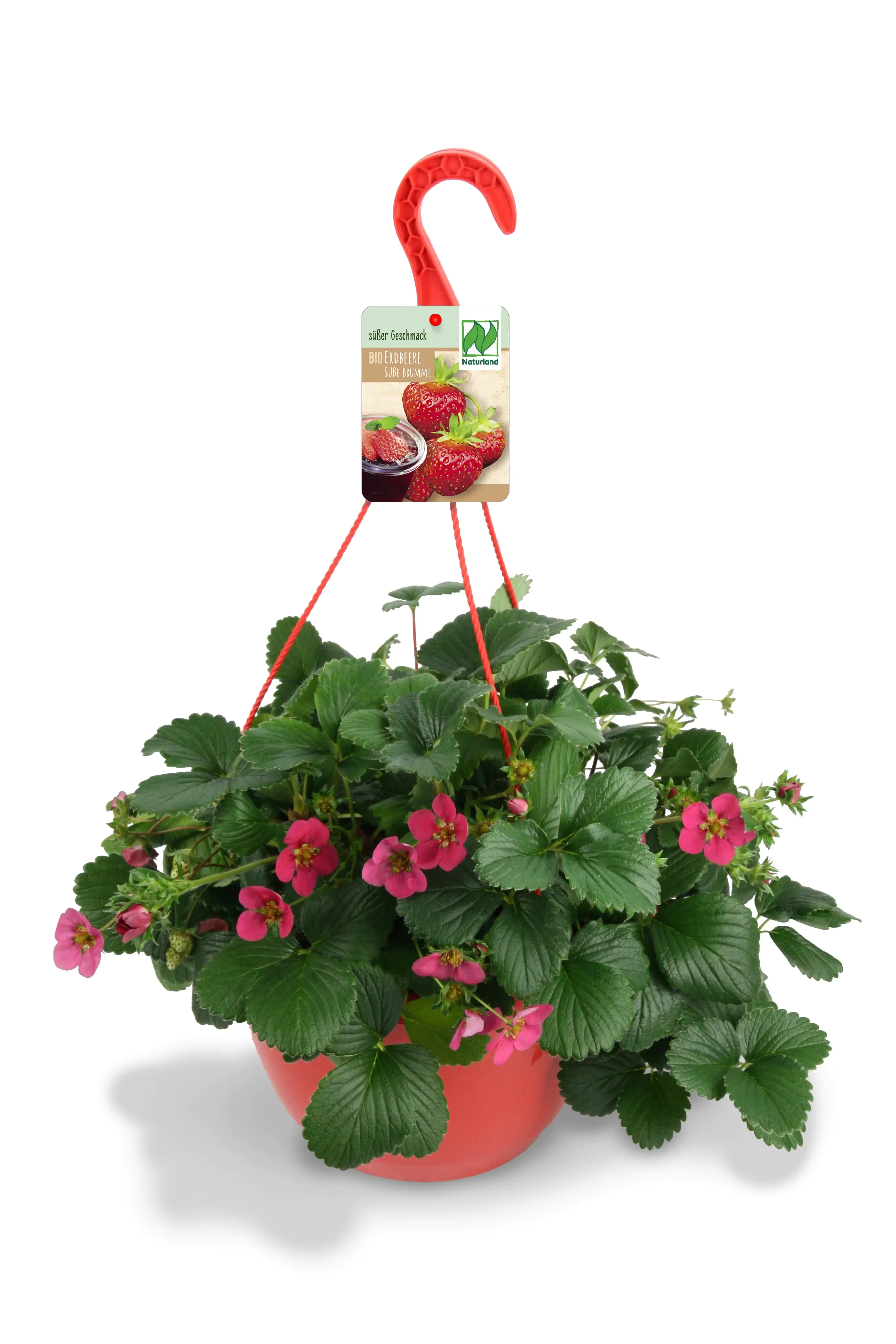 Erdbeerampel Fragaria H 20 - 30 cm 27 cm Topf Erdbeerampel Fragaria H 20 - 30 cm 27 cm Topf