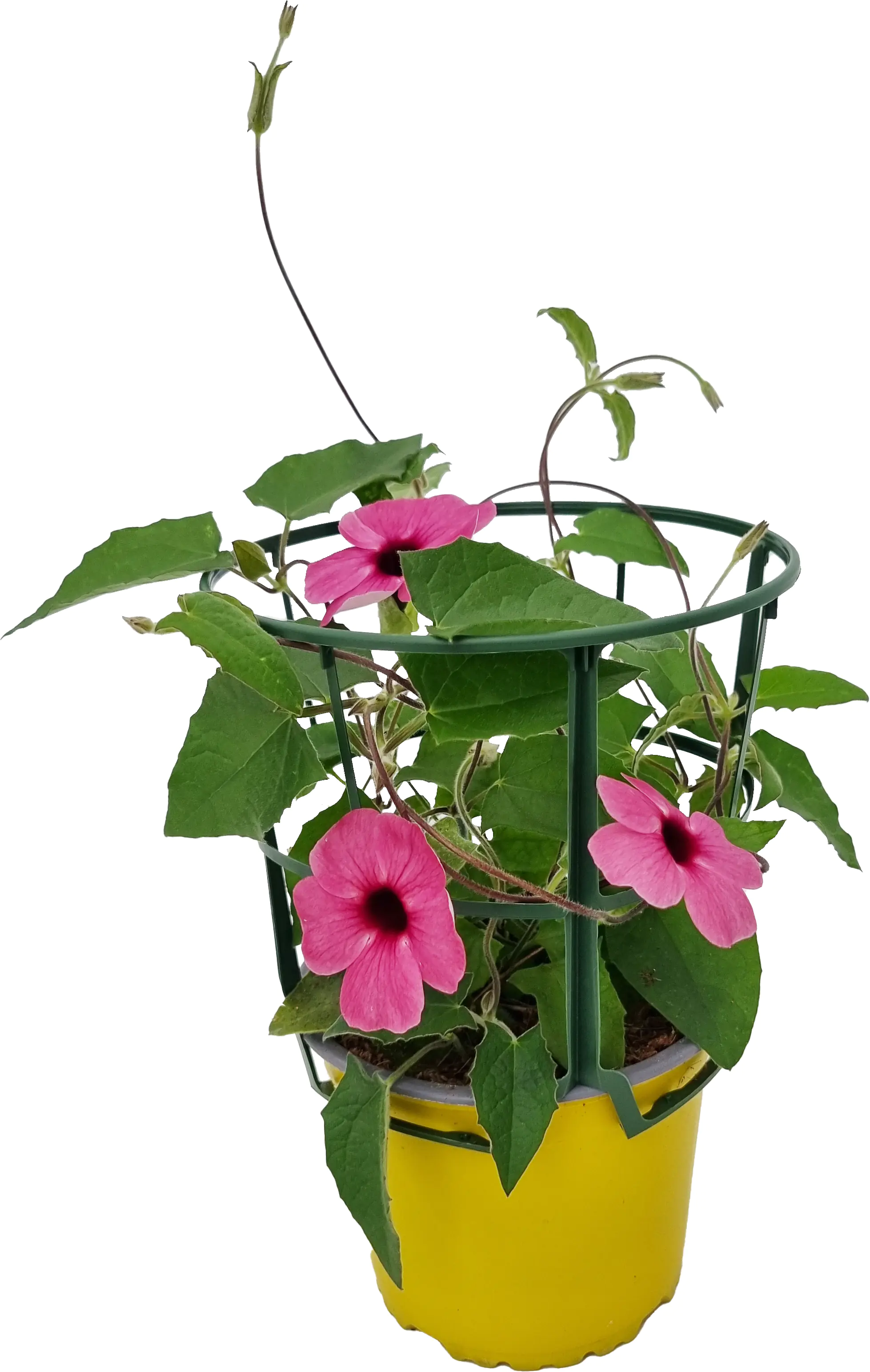 Thunbergia alata Schwarzäugige Susanne im 13 cm Topf
