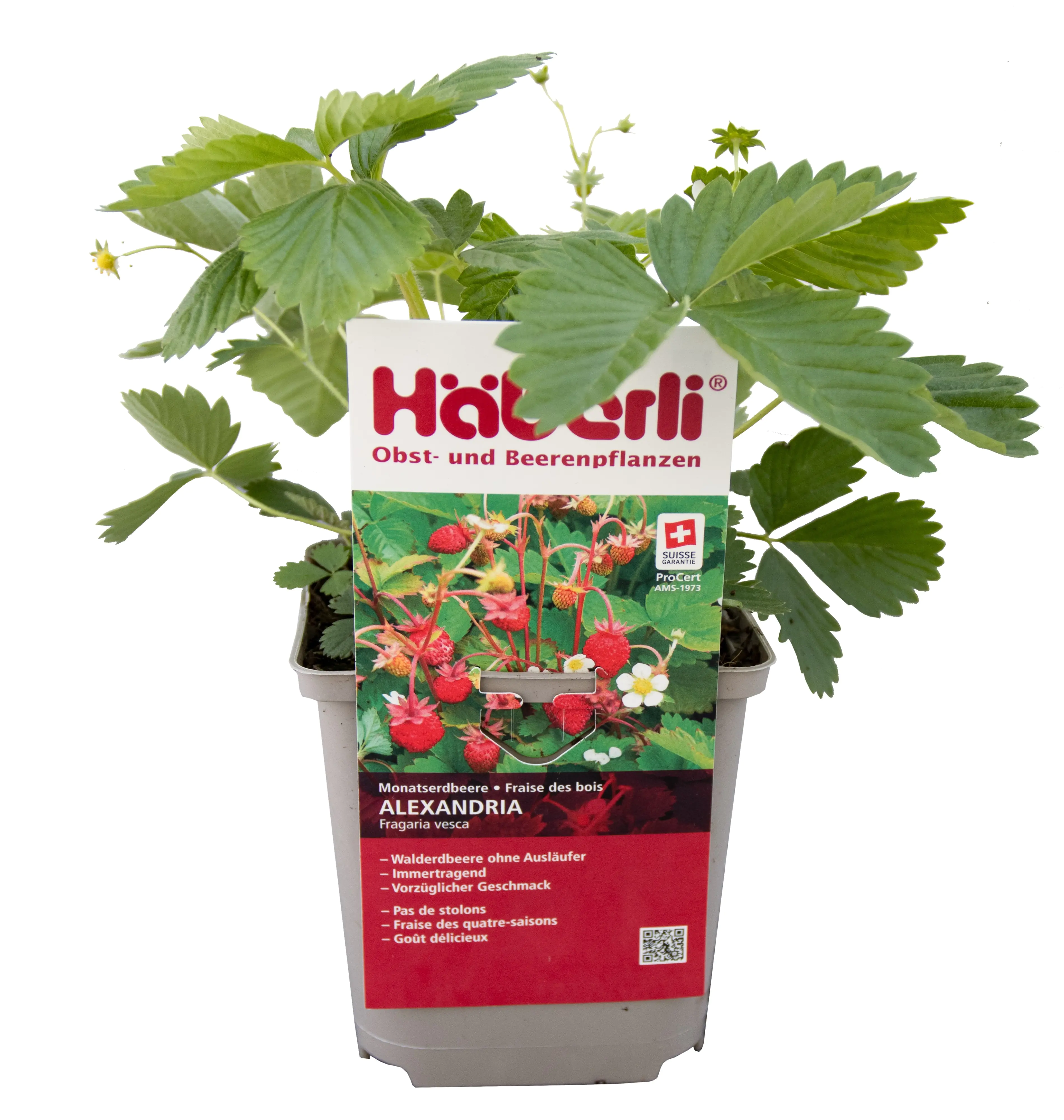 Fragaria vesca Alexandria Häberli-Walderdbeere 1 L Fragaria vesca Alexandria Häberli-Walderdbeere 1 L