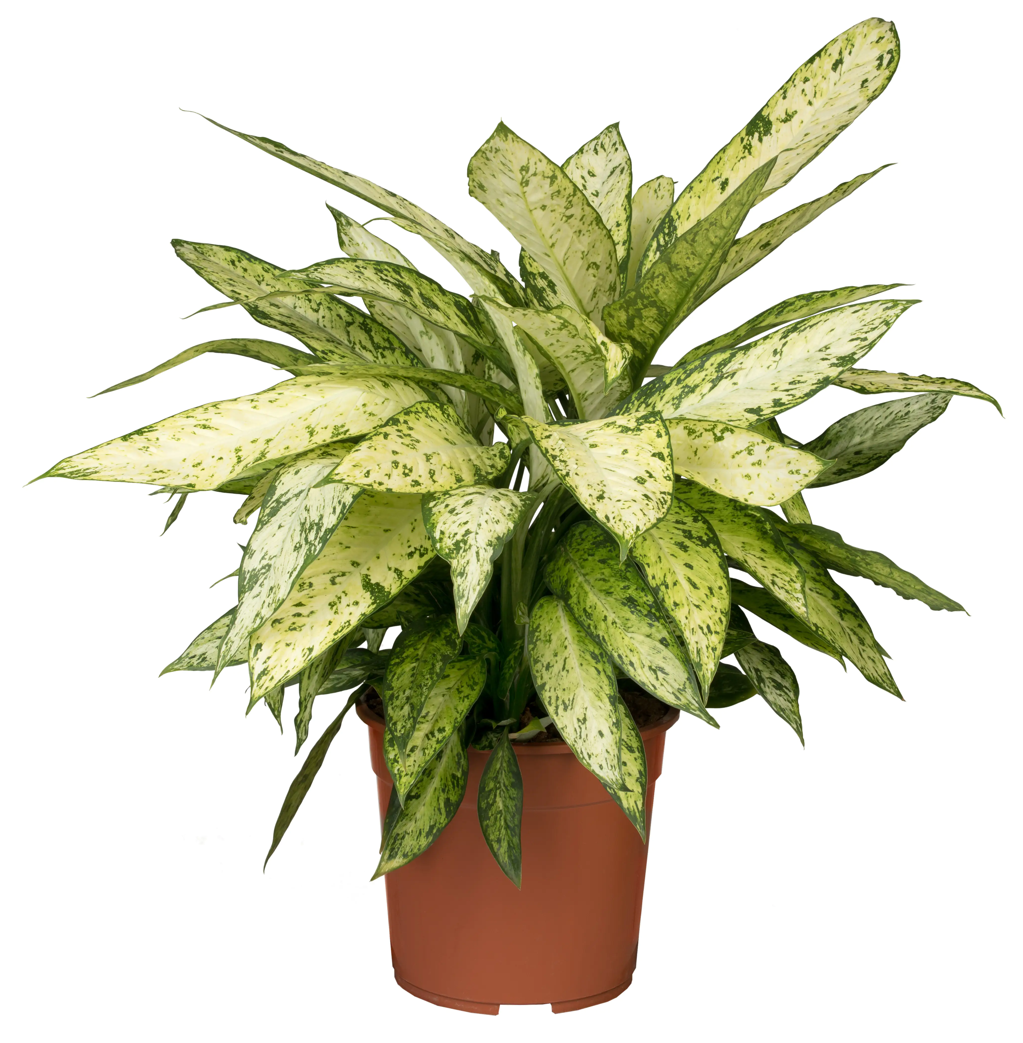 Dieffenbachie Vesuvius H ca. 70 cm 27 cm Topf