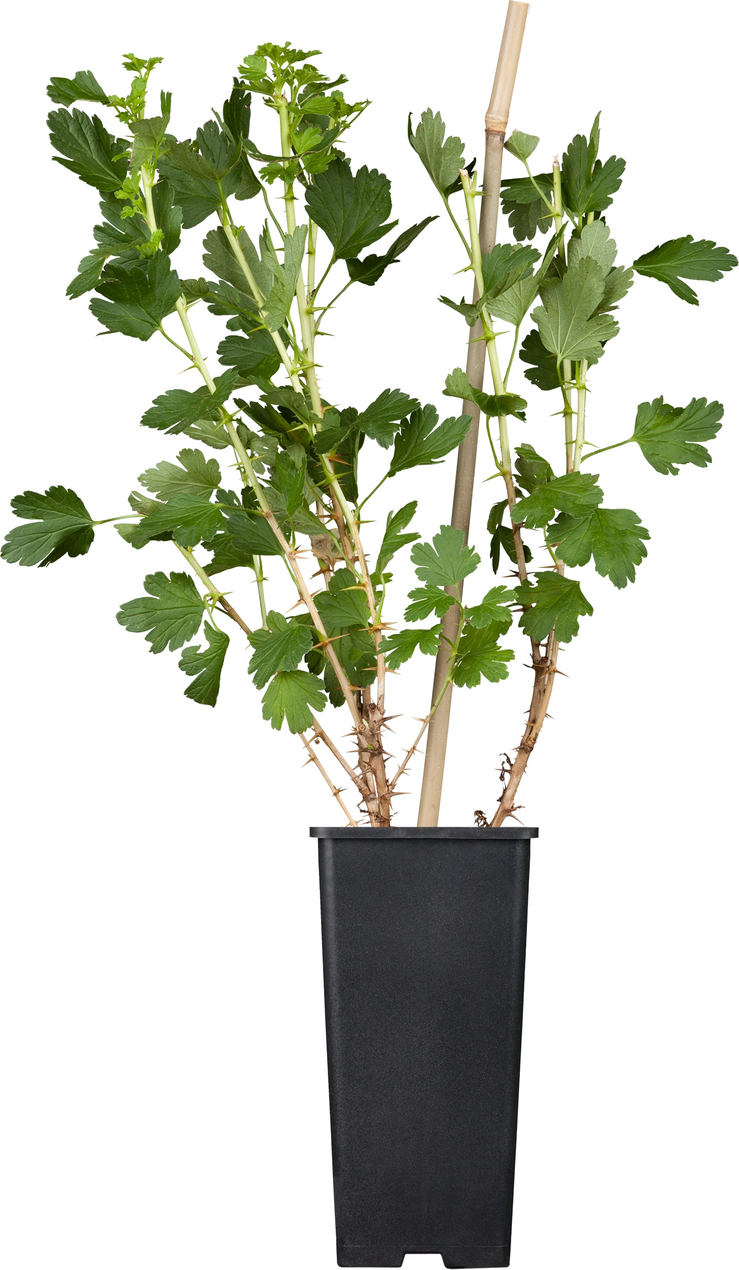 Bio Beerenobst Stachelbeere in Sorten gelb 2 L Container, 30 - 40 cm hoch