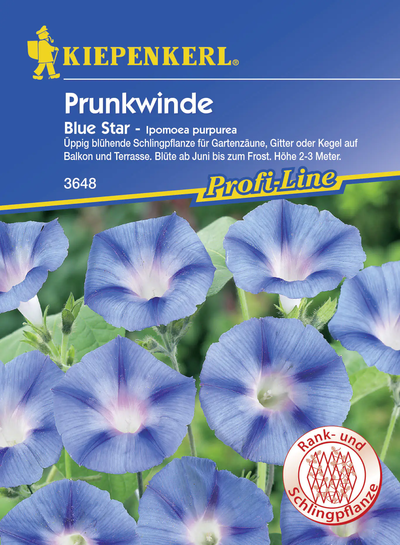 Kiepenkerl Prunkwinde Blue Star Ipomoea purpurea, Inhalt: ca. 20 Pflanzen Kiepenkerl Prunkwinde Blue Star Ipomoea purpurea, Inhalt: ca. 20 Pflanzen