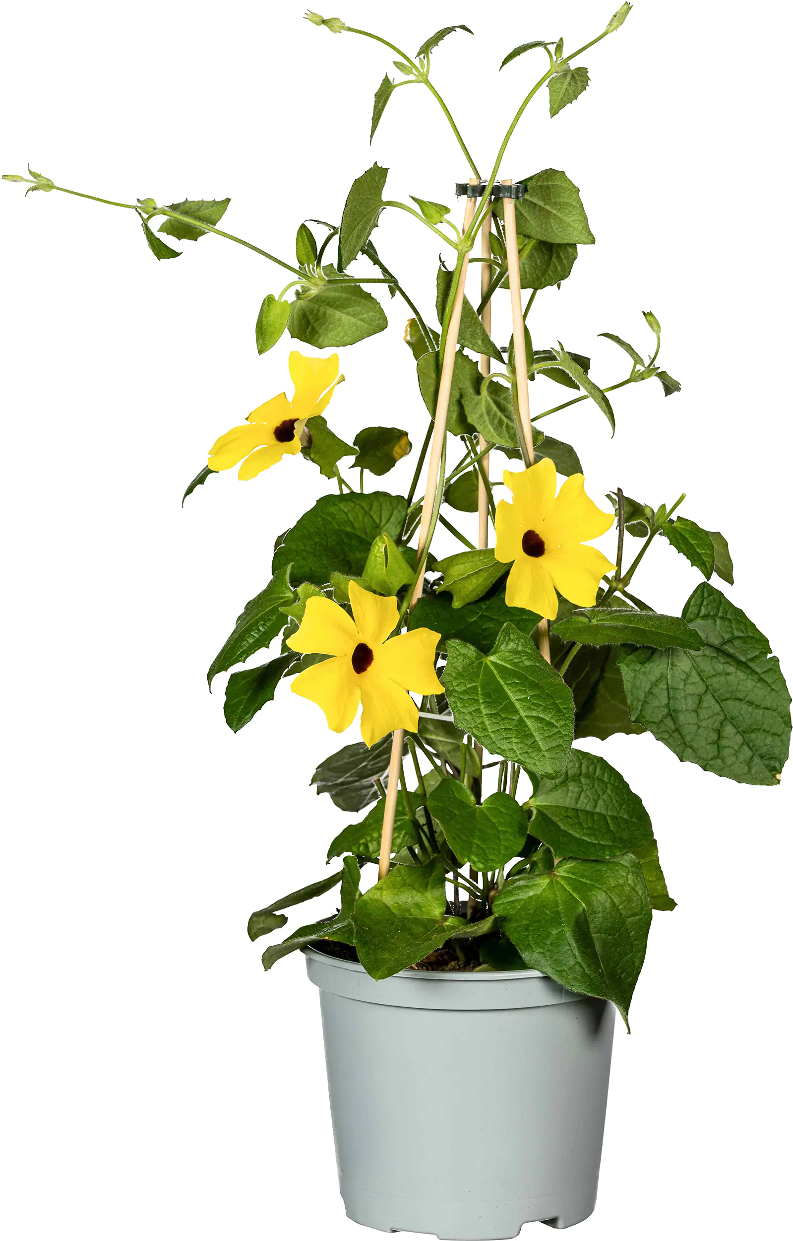 Schwarzäugige Susanne Thunbergia alata H ca 35cm 12cm Topf