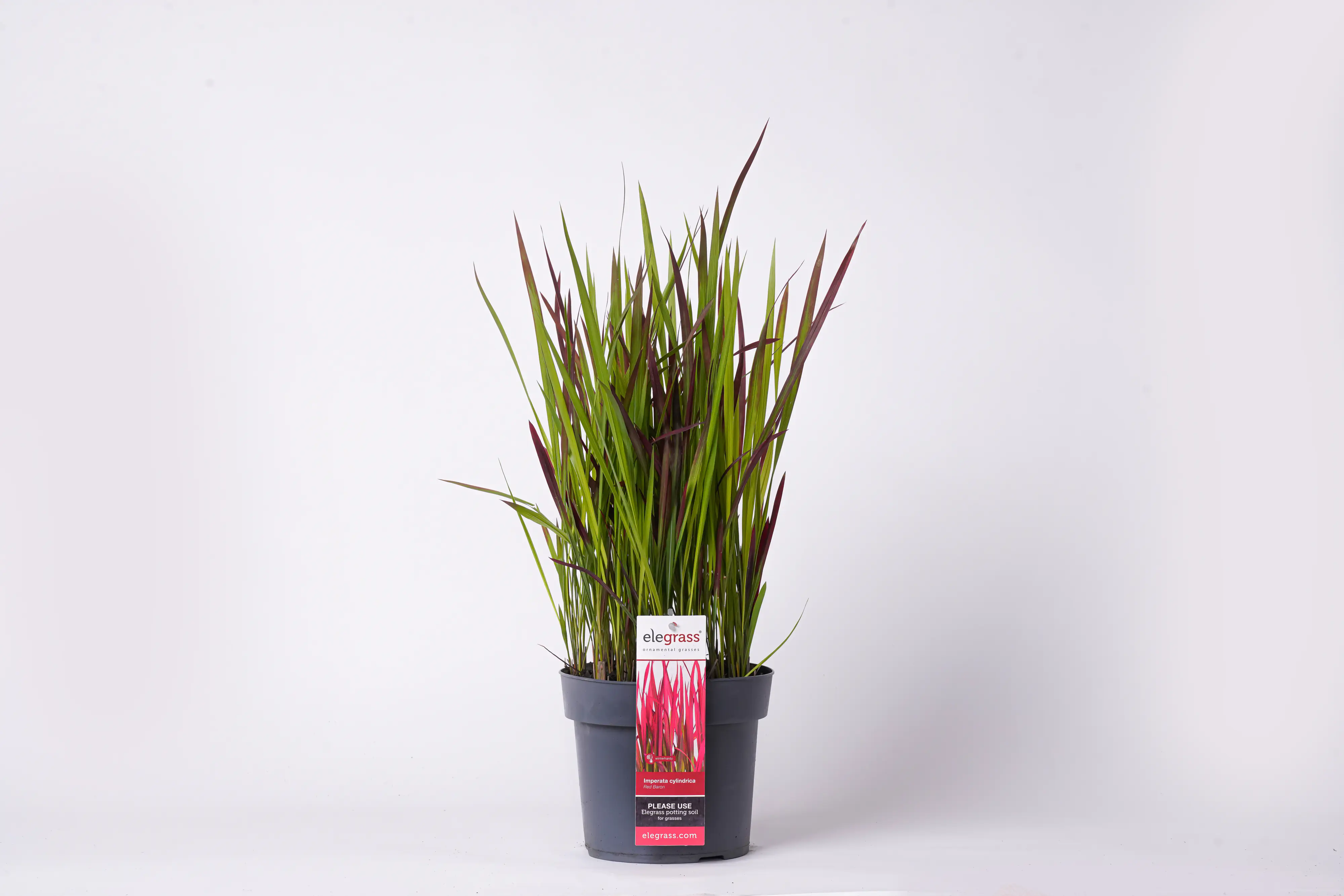 Japanisches Blutgras Imperata cyl. Red Baron 19 cm Topf