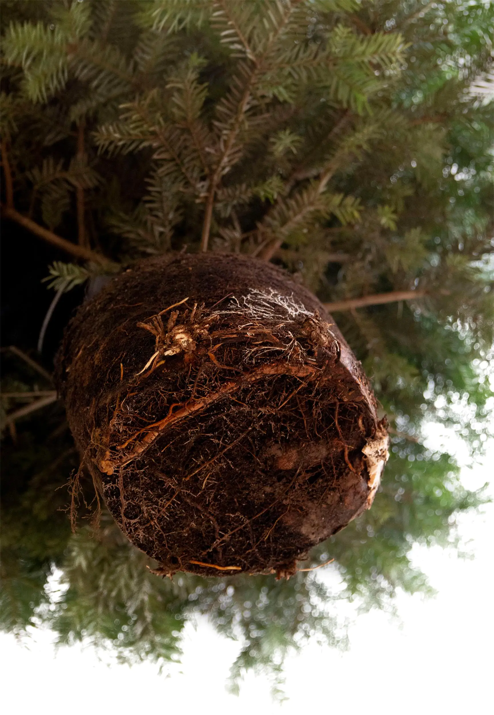 Gemeine Fichte Picea Abies 9,5 Liter Container, topfgewachsen