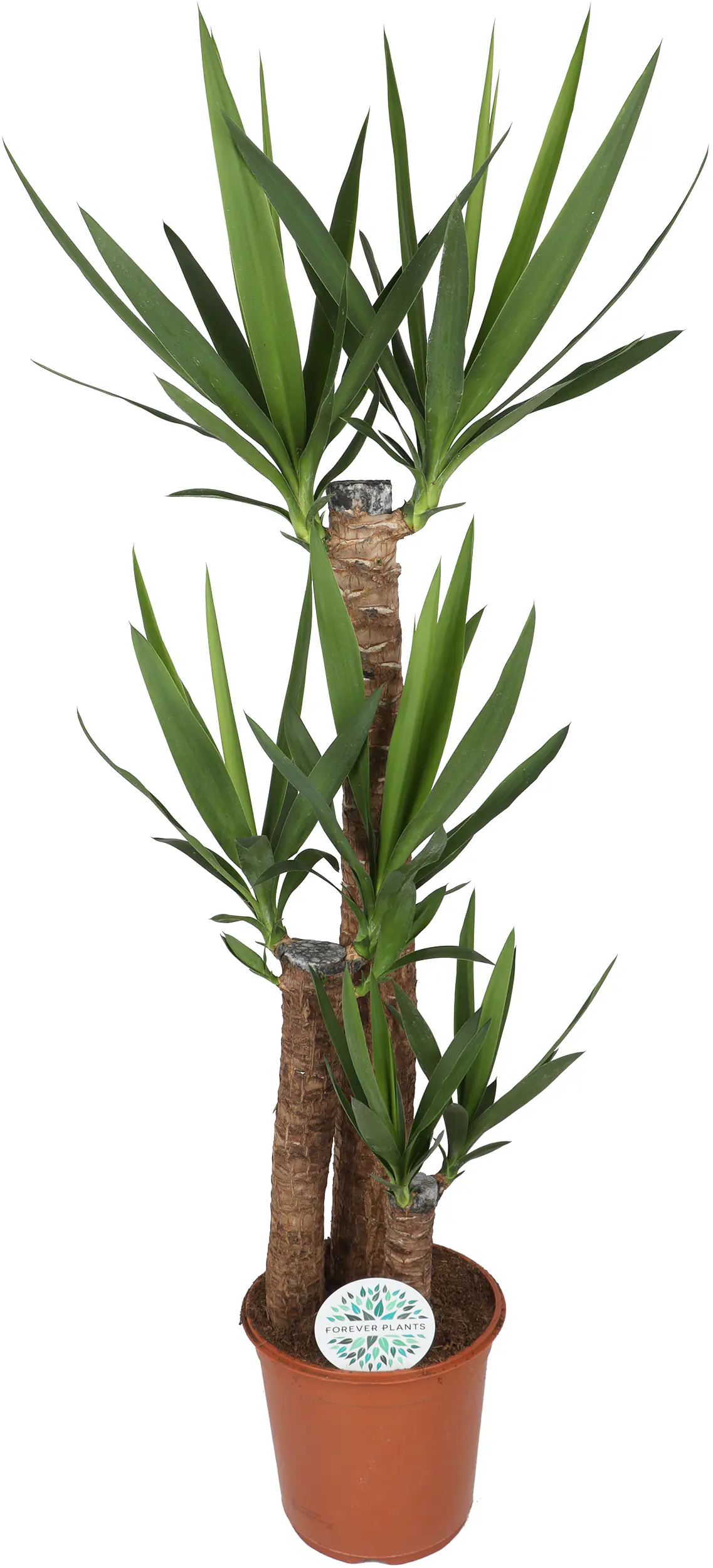 Grünpflanzen-Mix H 120 cm, 24 cm Topf