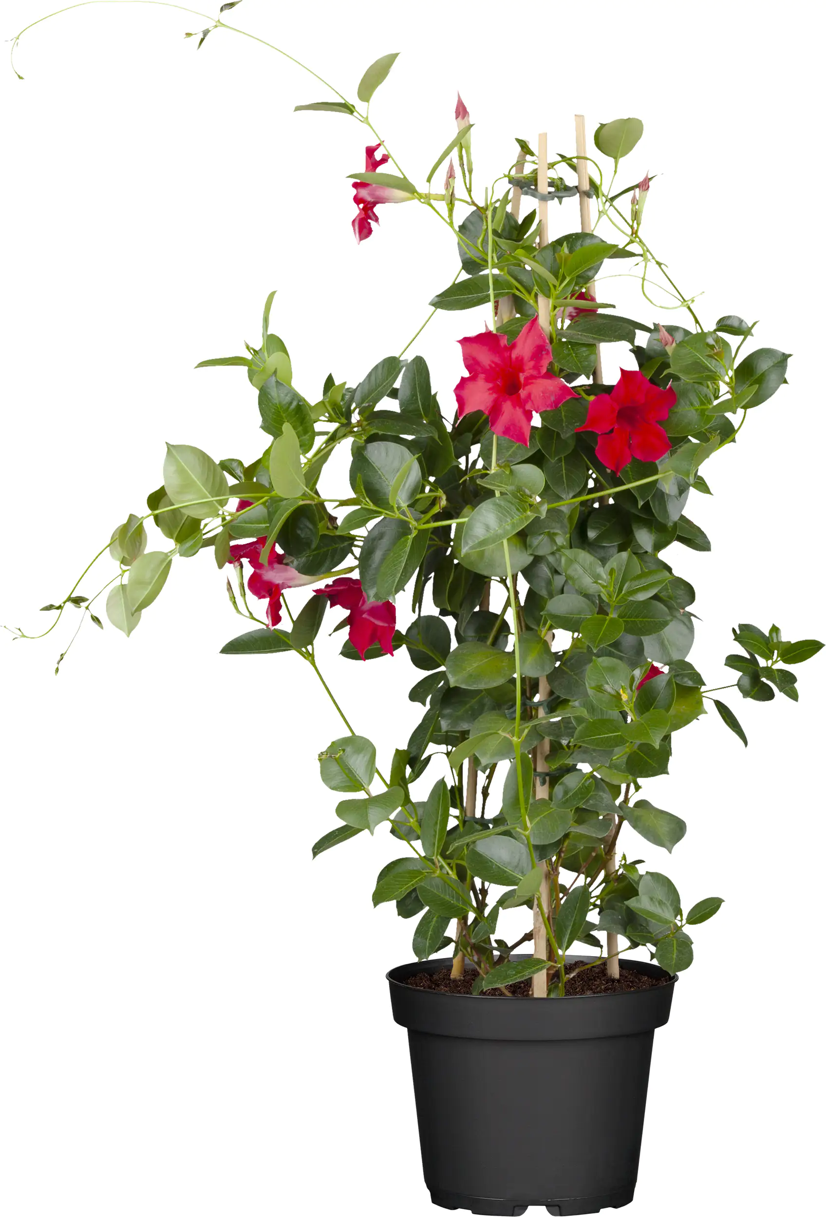 Dipladenie sundaville Pyramide H ca 60 cm 17 cm Topf