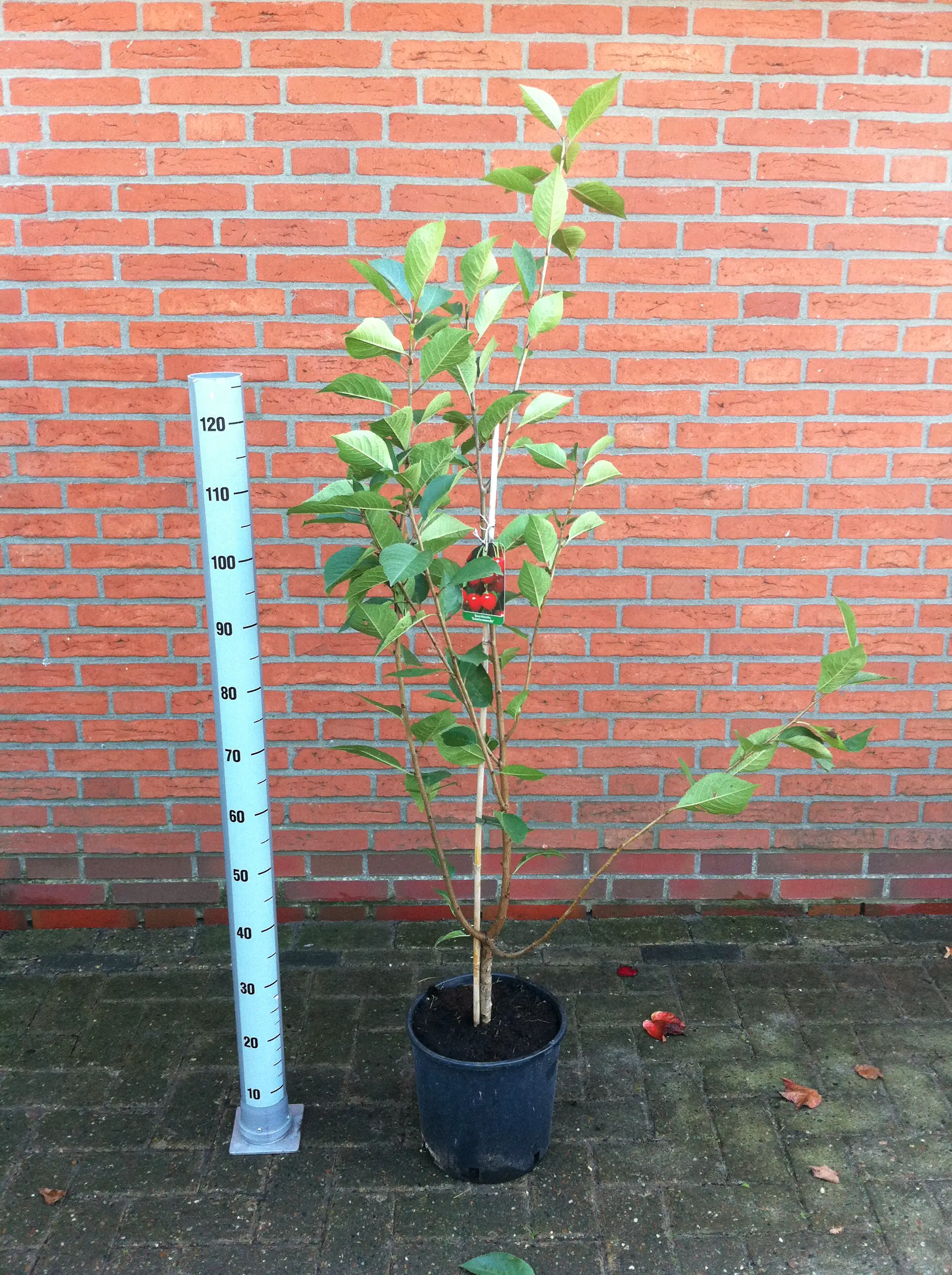 Zierkirsche 7 l Container