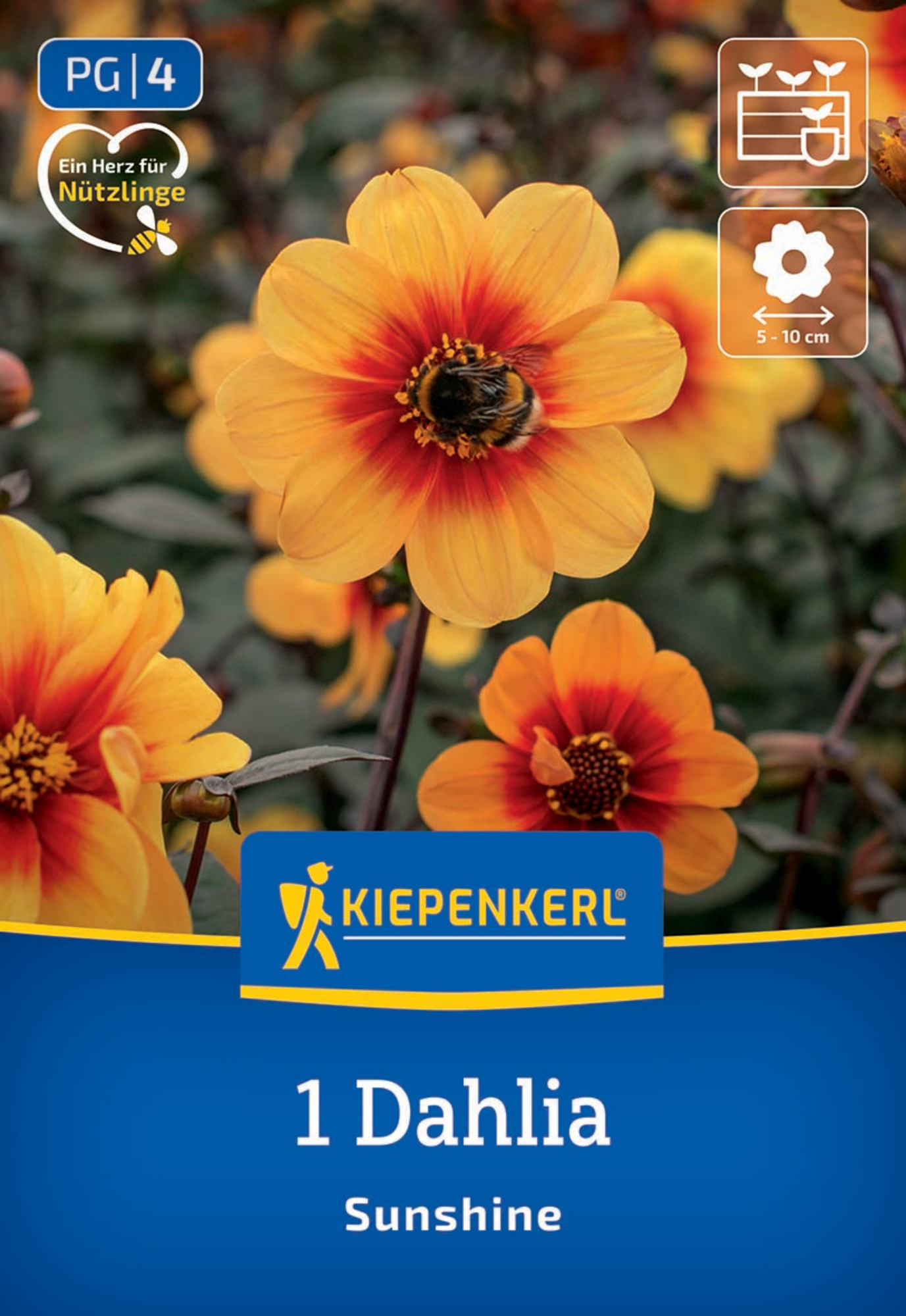 Kiepenkerl Frühjahrsblumenzwiebel Dunkellaubige Beet-Dahlie Sunshine 1 Stück