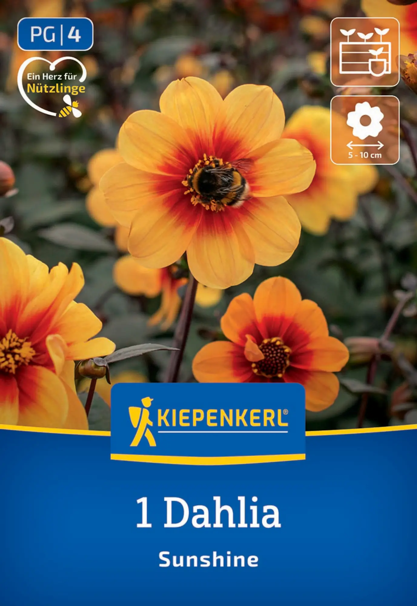 Kiepenkerl Frühjahrsblumenzwiebel Dunkellaubige Beet-Dahlie Sunshine 1 Stück