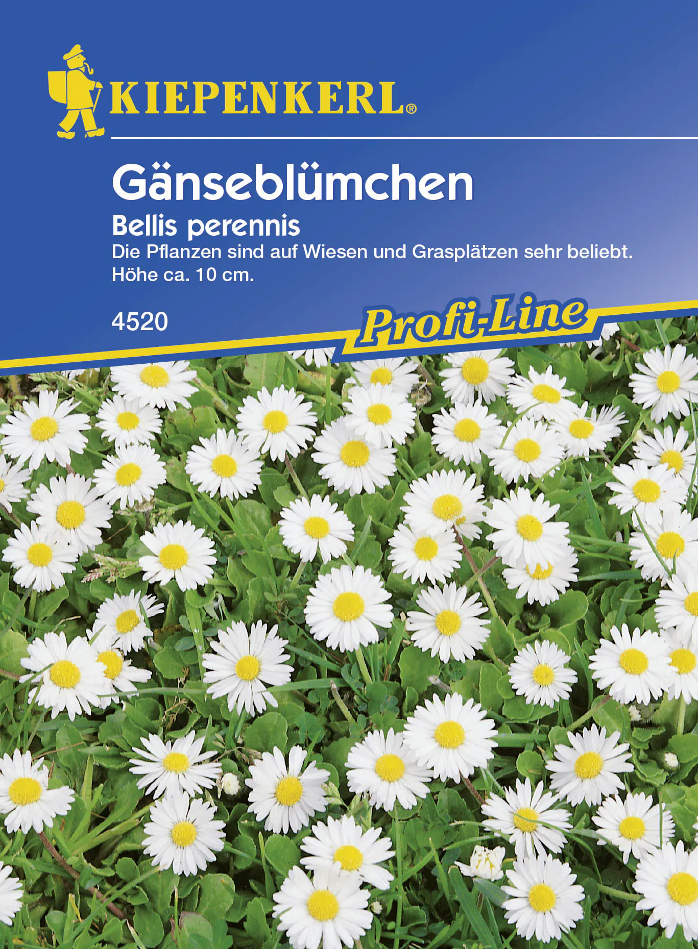 Kiepenkerl Gänseblümchen Bellis perennis, Inhalt: 3 - 5 m²
