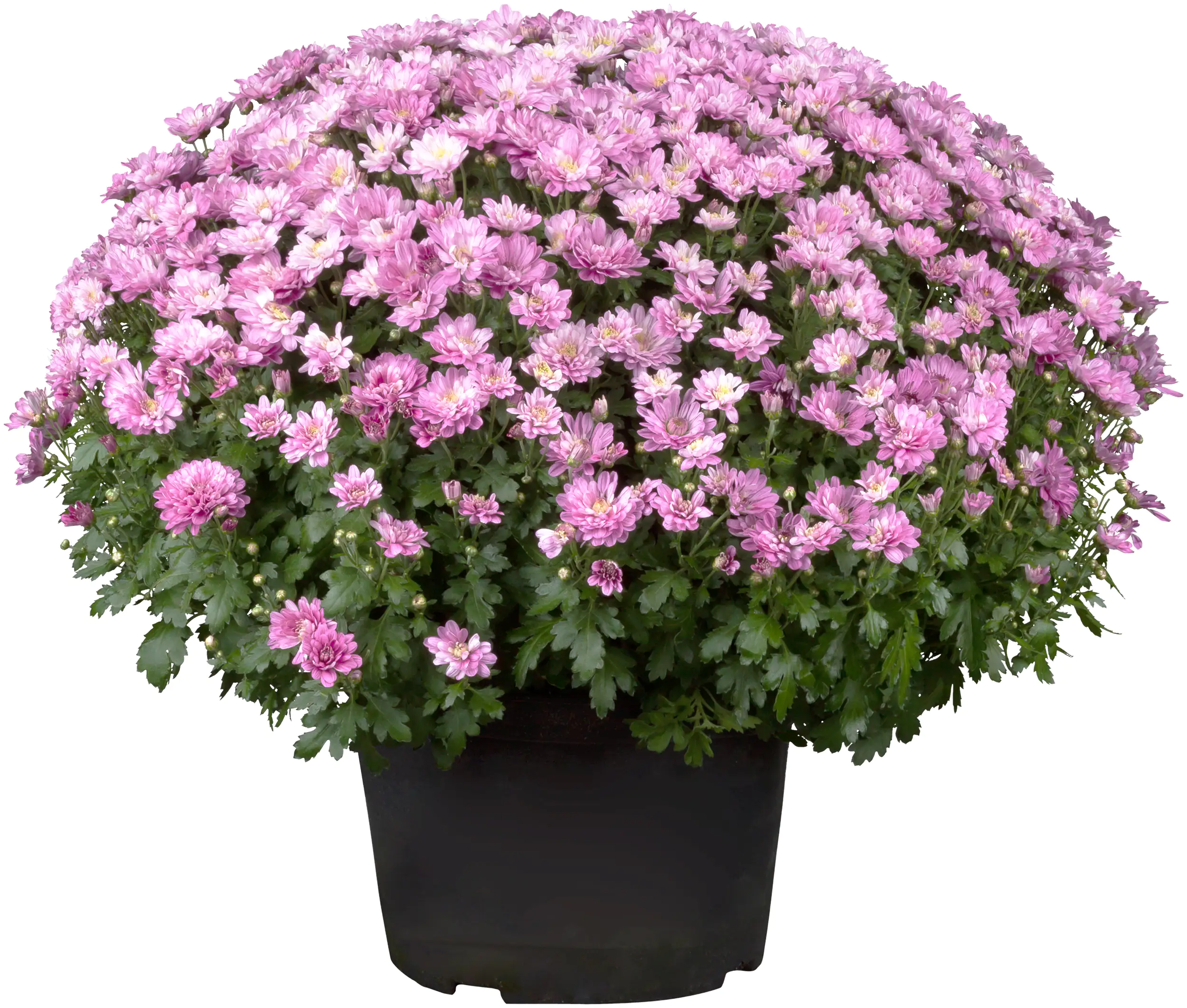 Chrysanthemen Busch Ø 45 cm 19 cm Topf