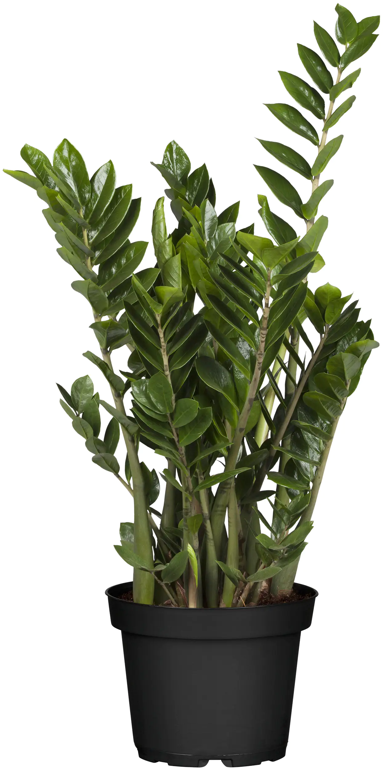 Glücksfeder Zamioculcas 21 cm Topf Glücksfeder Zamioculcas 21 cm Topf