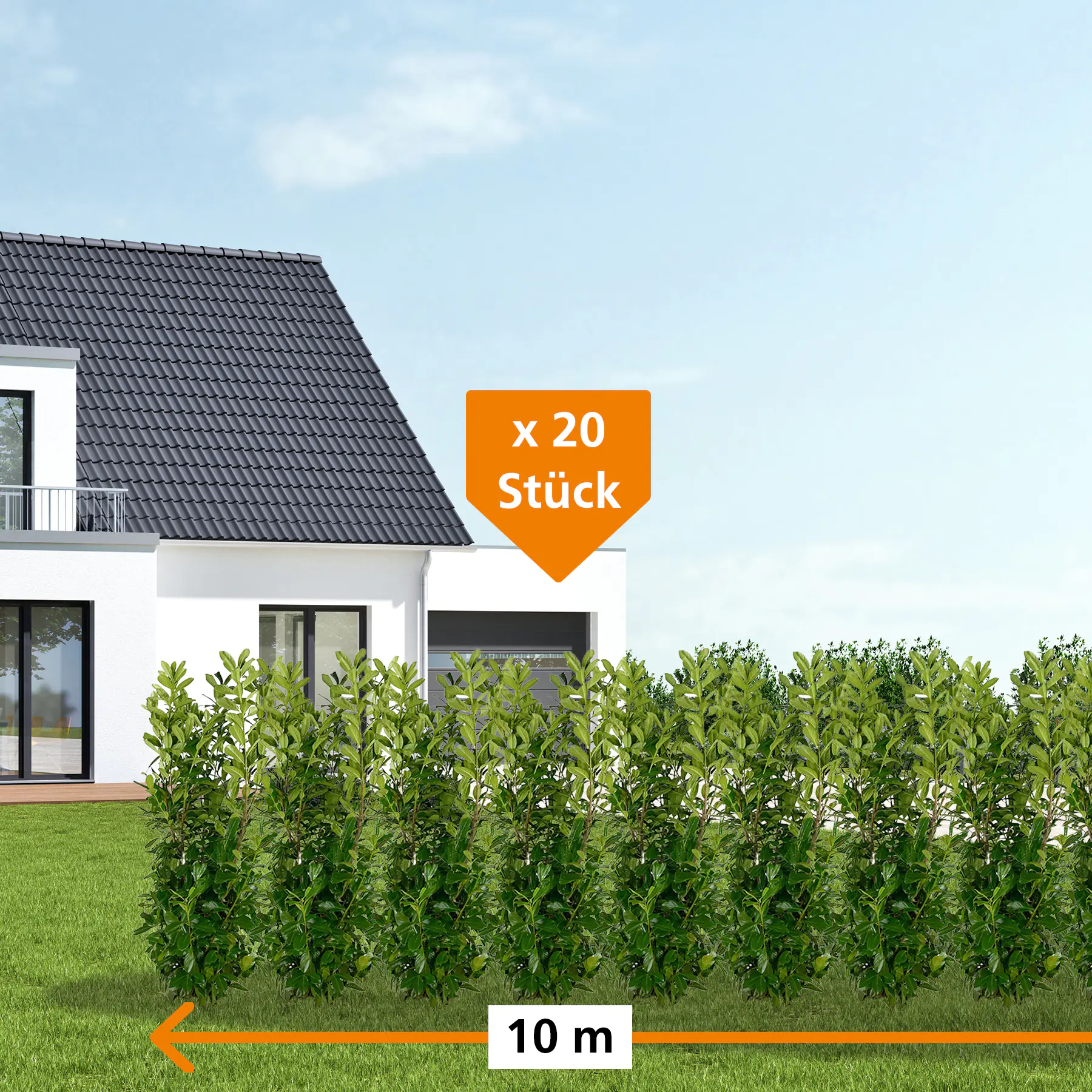 Kirschlorbeer Rotundifolia Prunus laur. Rotundifolia H 125 - 150 cm, 20 Stück