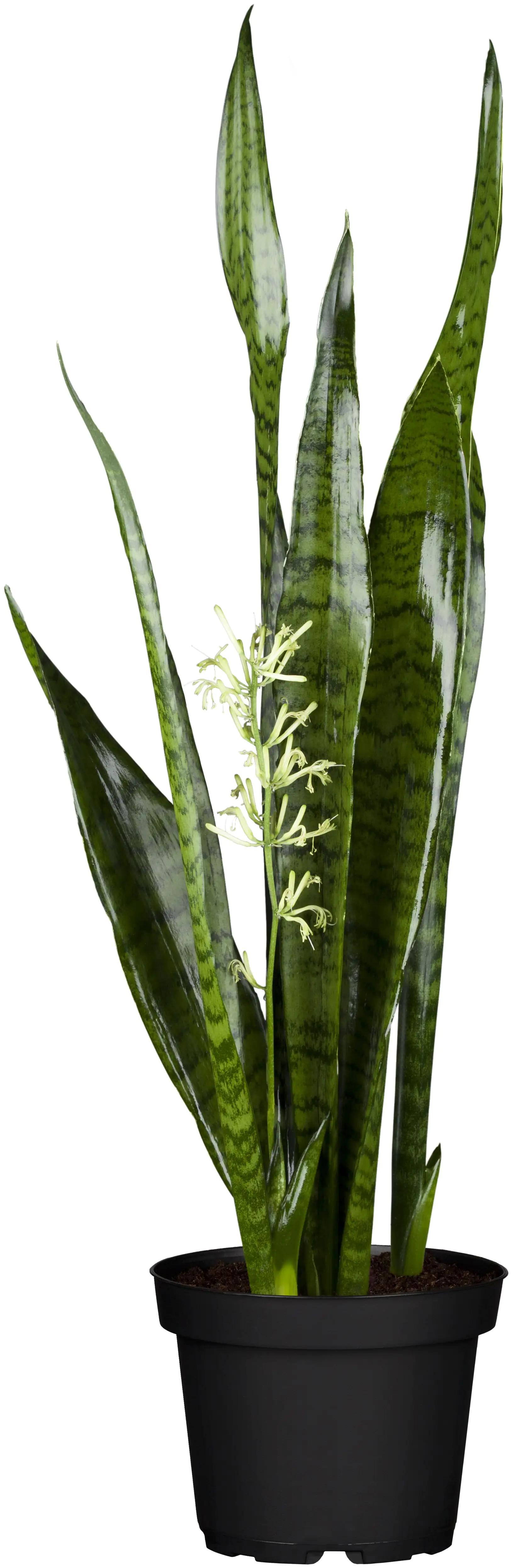 Bogenhanf Sansevieria Zeylanica H ca. 70 cm 21 cm Topf