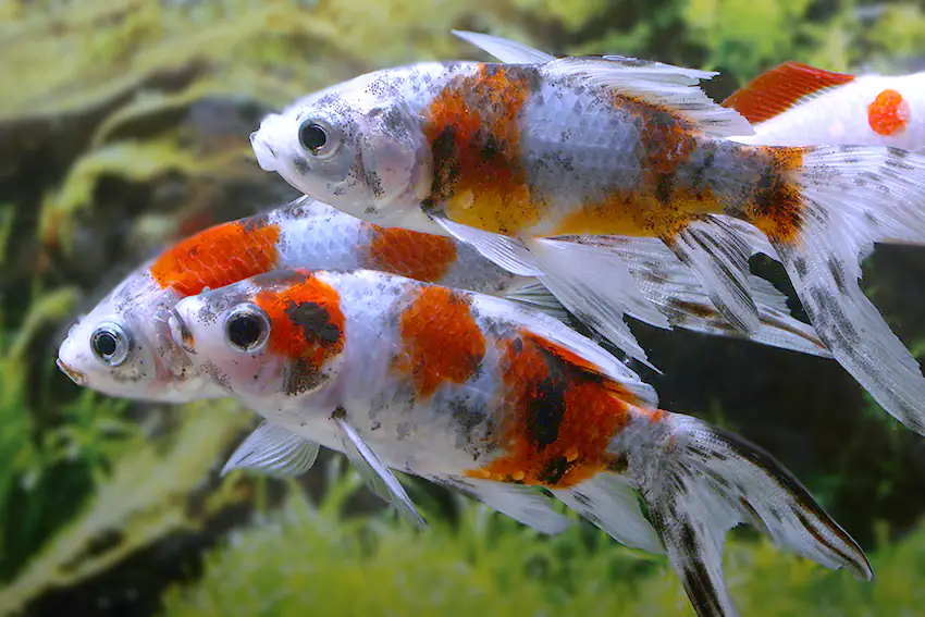 Teichfisch Shubunkin 10 -12 cm Carassius auratus